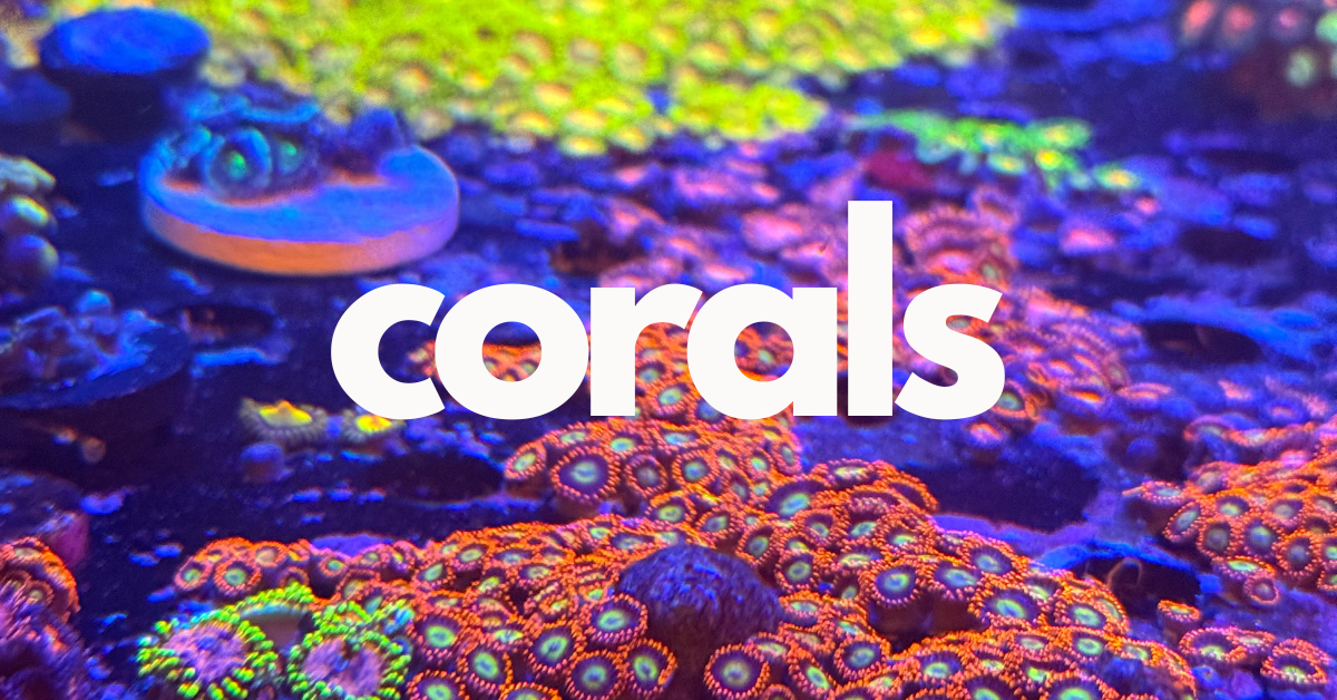 Corals