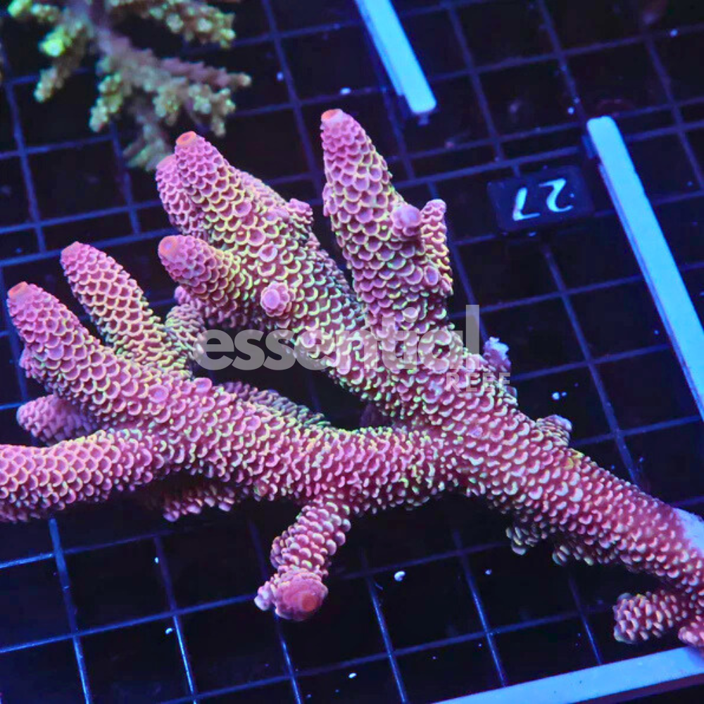 Aussie Acropora Dragonscale – Premium XL (Acropora sp.)
