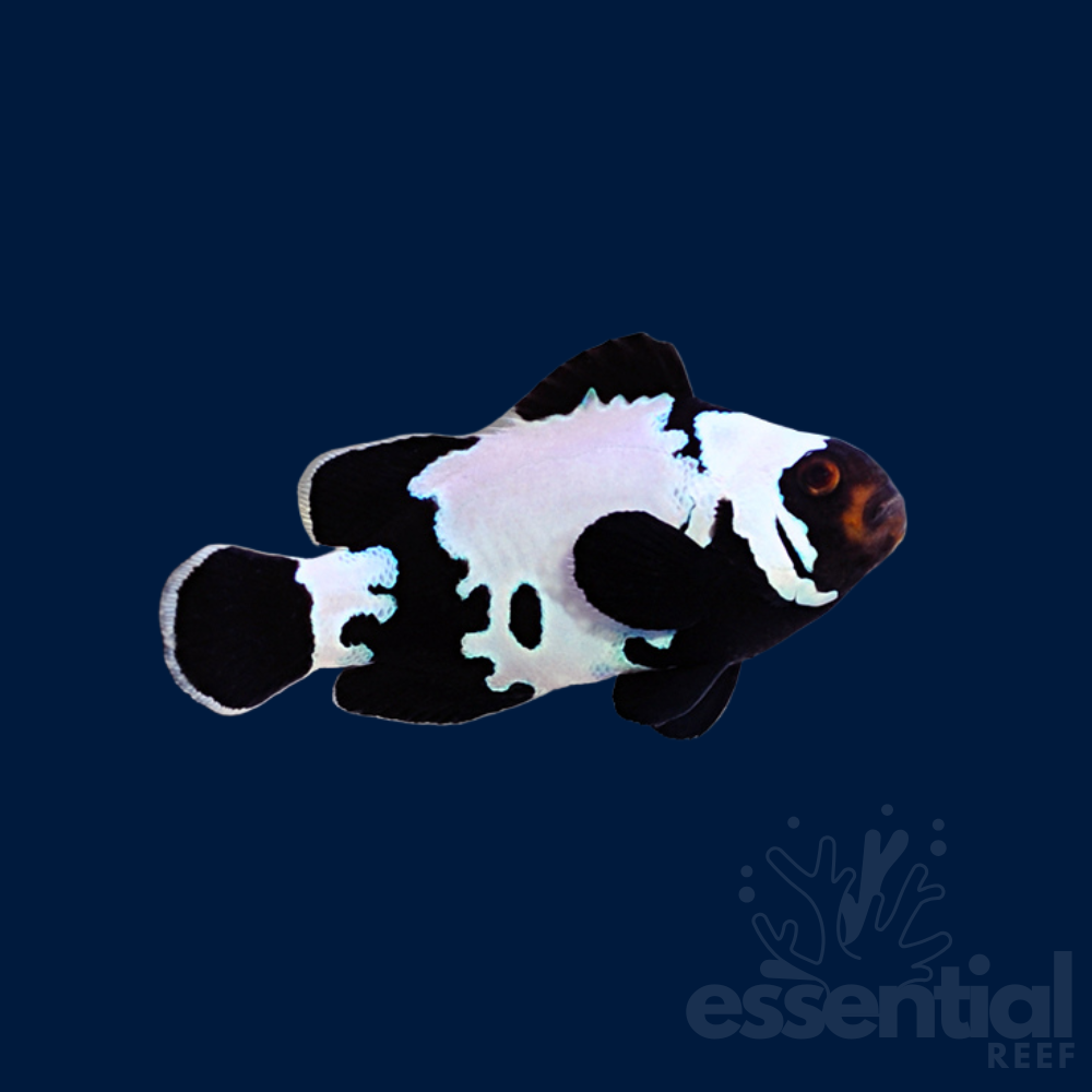 Black Snowflake Clownfish