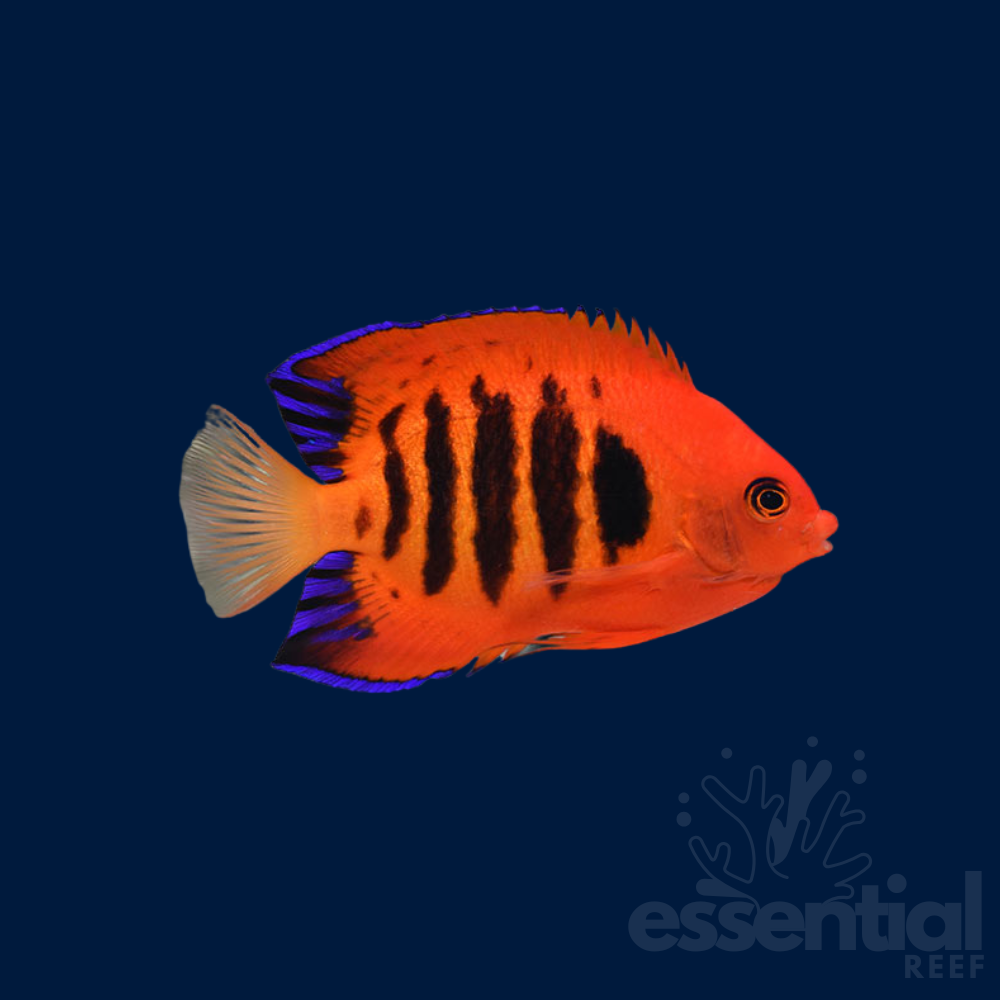 Flame Angelfish