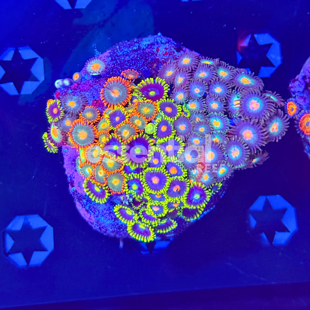 Mixed Zoa Colony ( Mini)