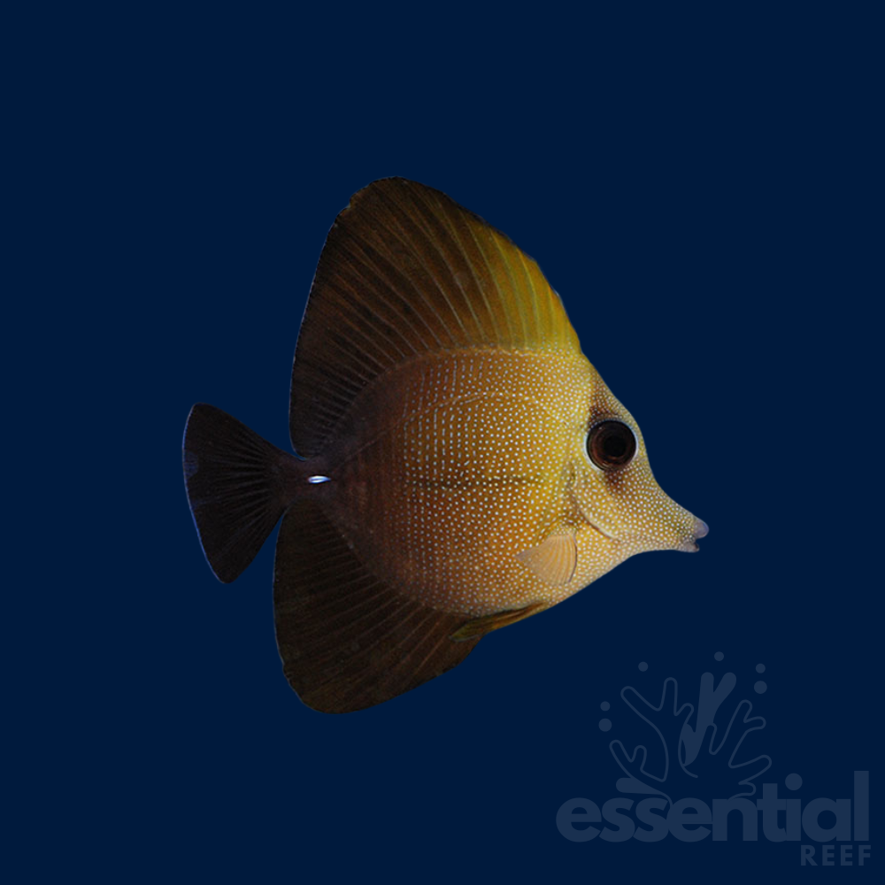 Scopas Tang