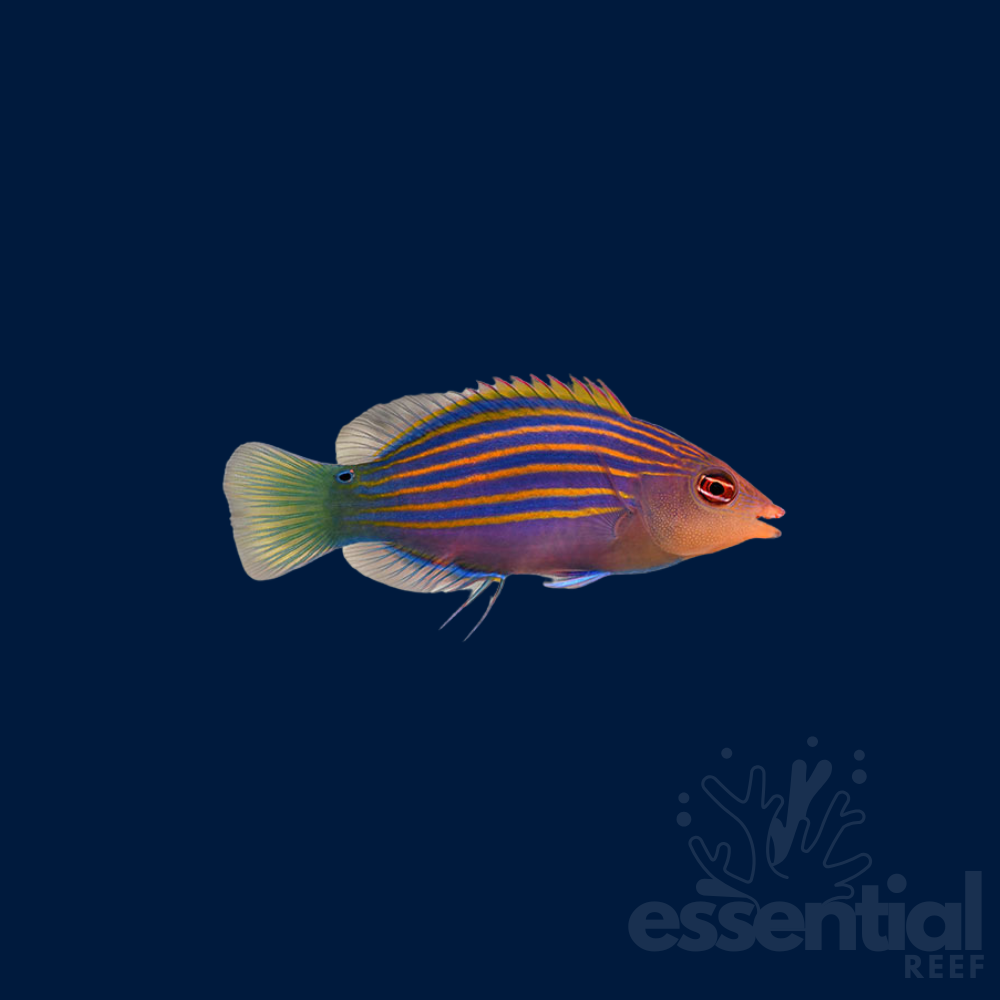 Sixline Wrasse