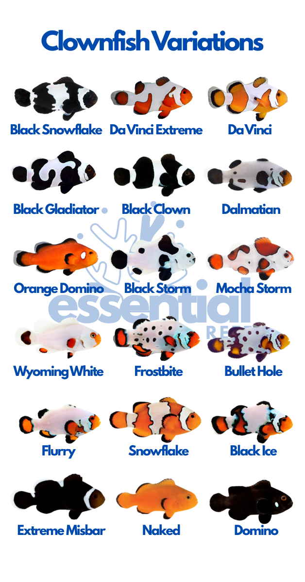 Clownfish Variations: A Guide to Popular Types