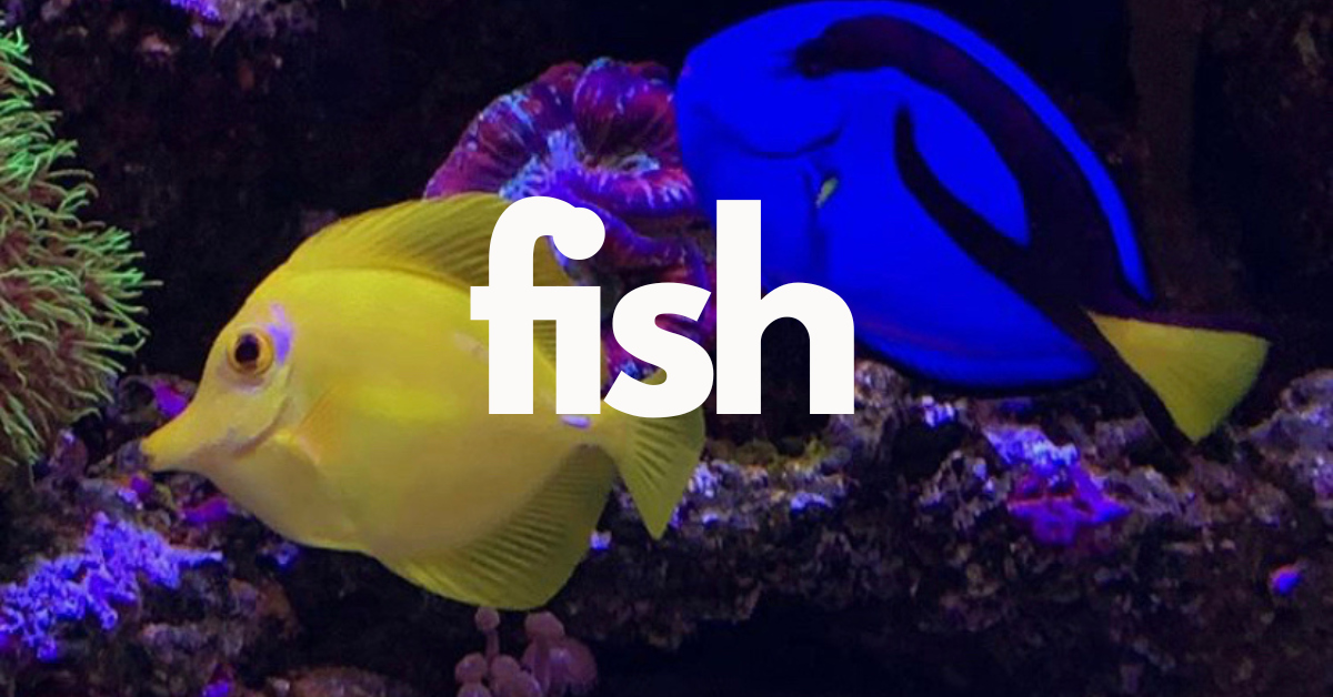 Fish