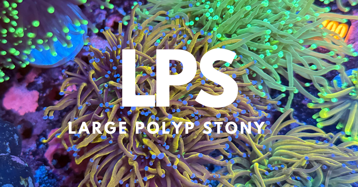 LPS (Large Polyp Stony)
