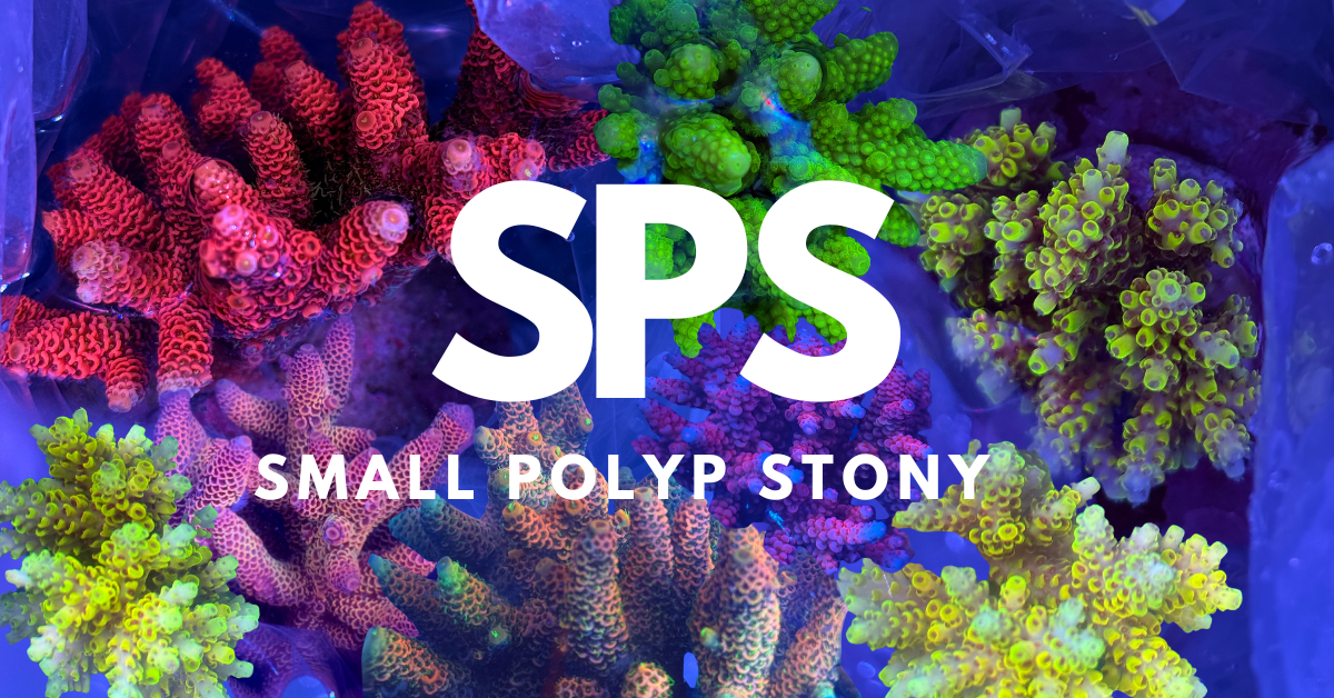 SPS