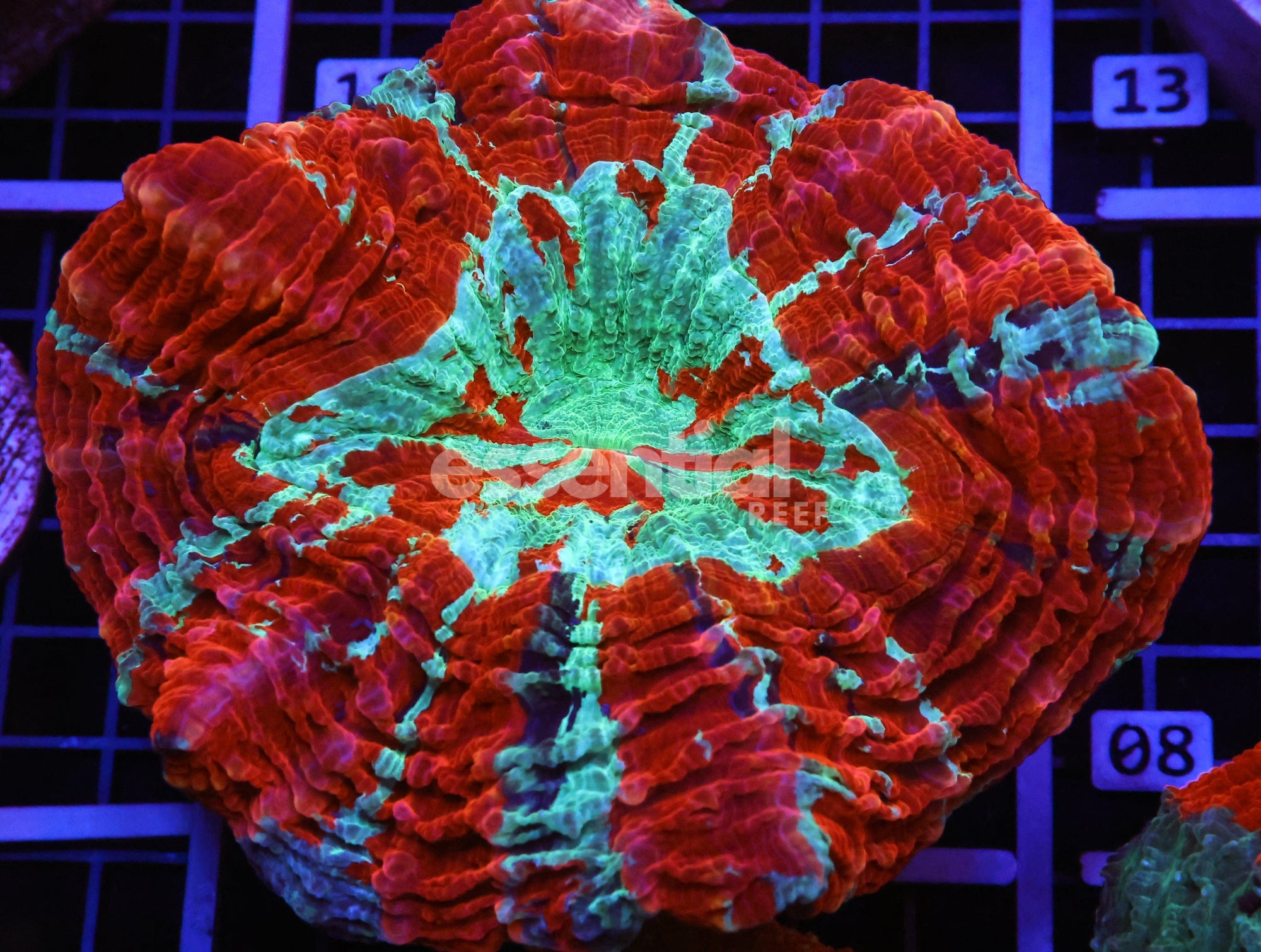 Watermarked - B07 -MALAYSIAN NEPTUNES GARDEN ACANTHOPHYLLIA