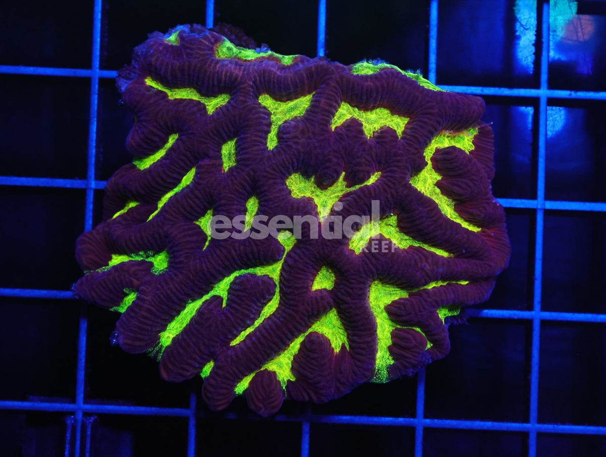Watermarked - B01 -Aussie Lightning Storm Platygyra