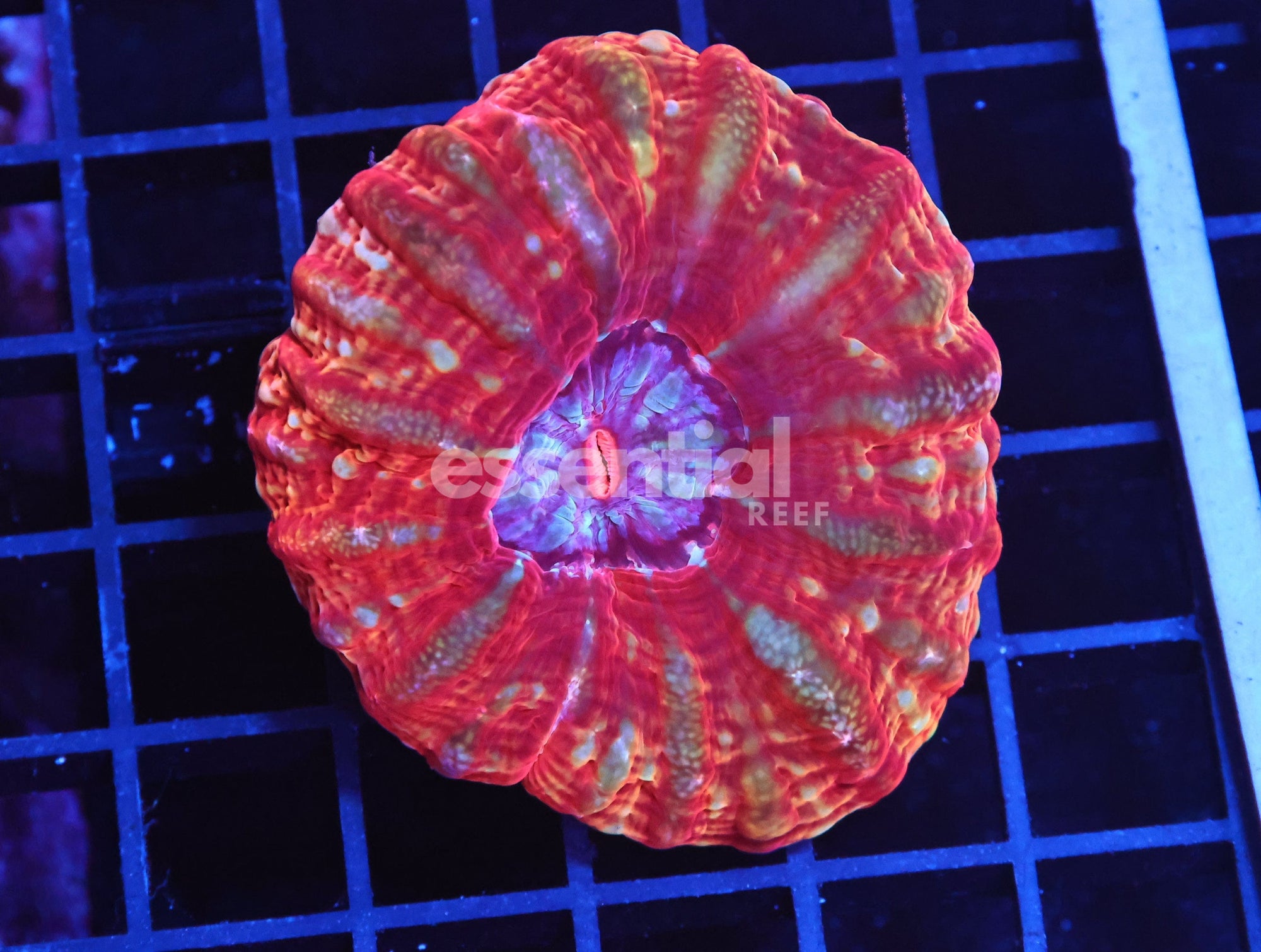 Watermarked - B01 -INDO QUEEN OF HEARTS CYNARINA