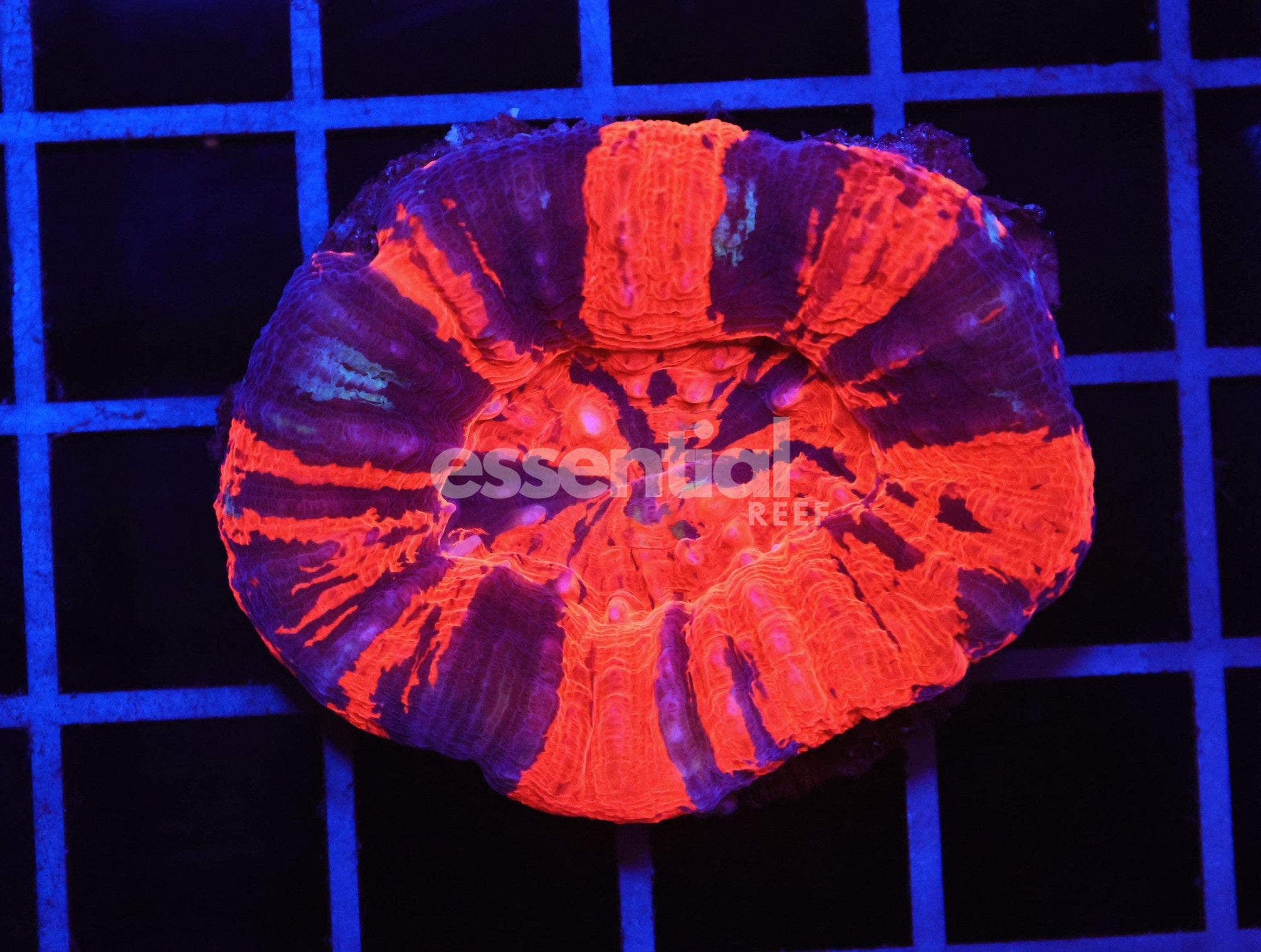 Watermarked - B03 -AUSSIE WAR PAINT SCOLYMIA AUSTRALIS