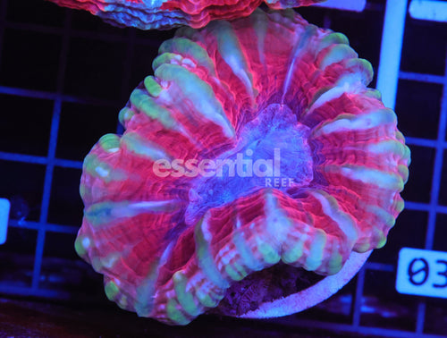 Watermarked - B02 -INDO WONDERLAND CYNARINA