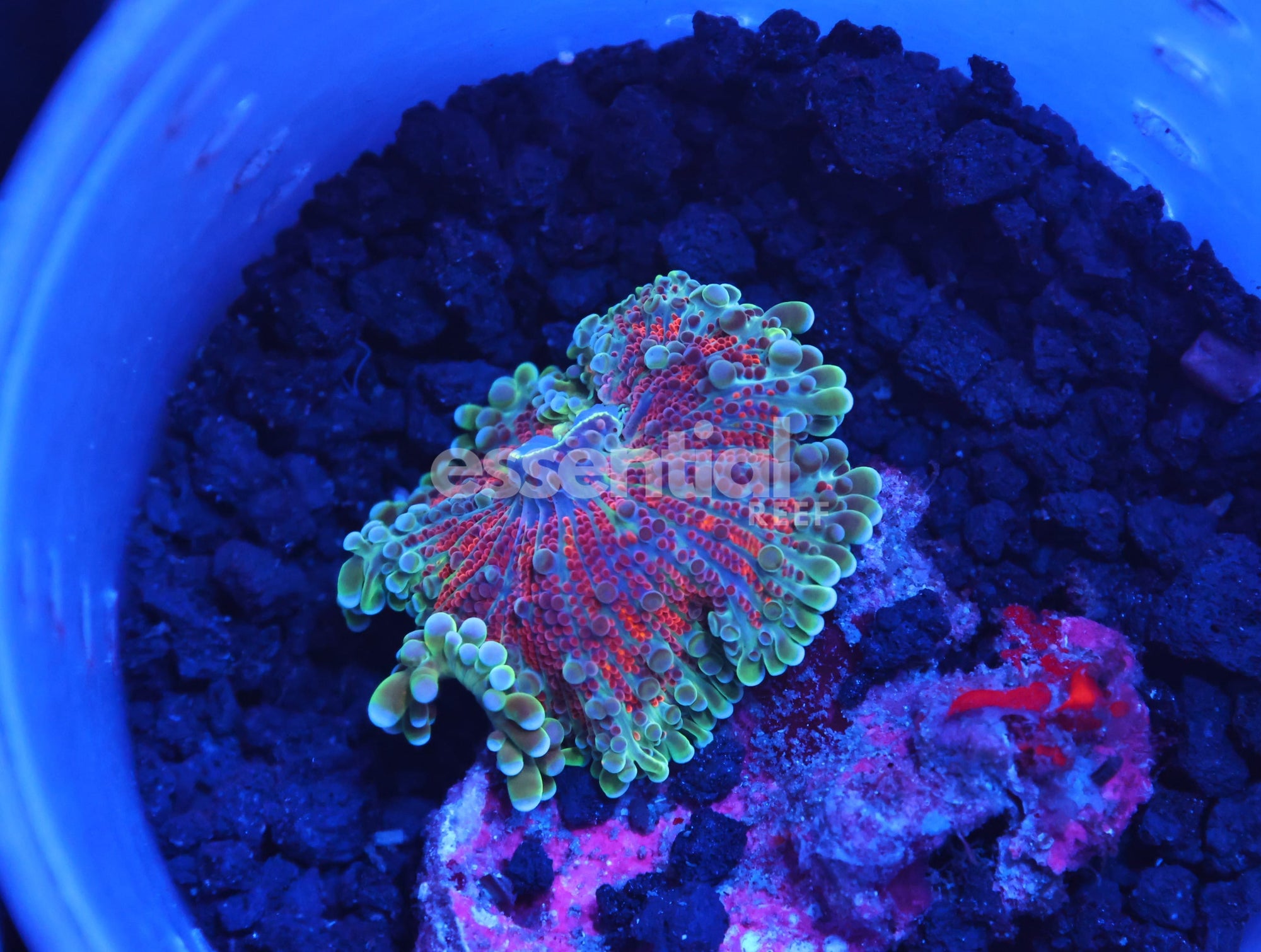 Watermarked - B01 -Heartbreaker Ricordea Mushroom