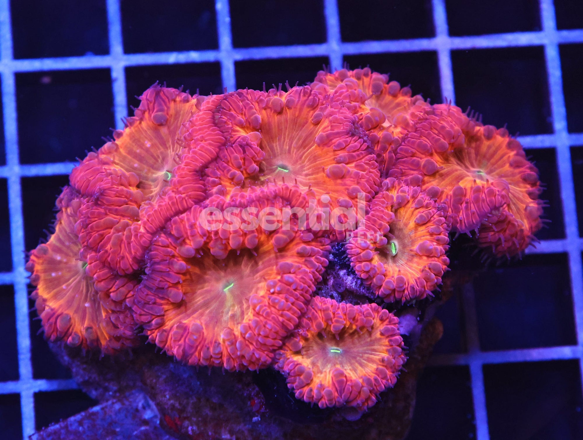 Watermarked - B100 - INDO FIRE DANCER BLASTO