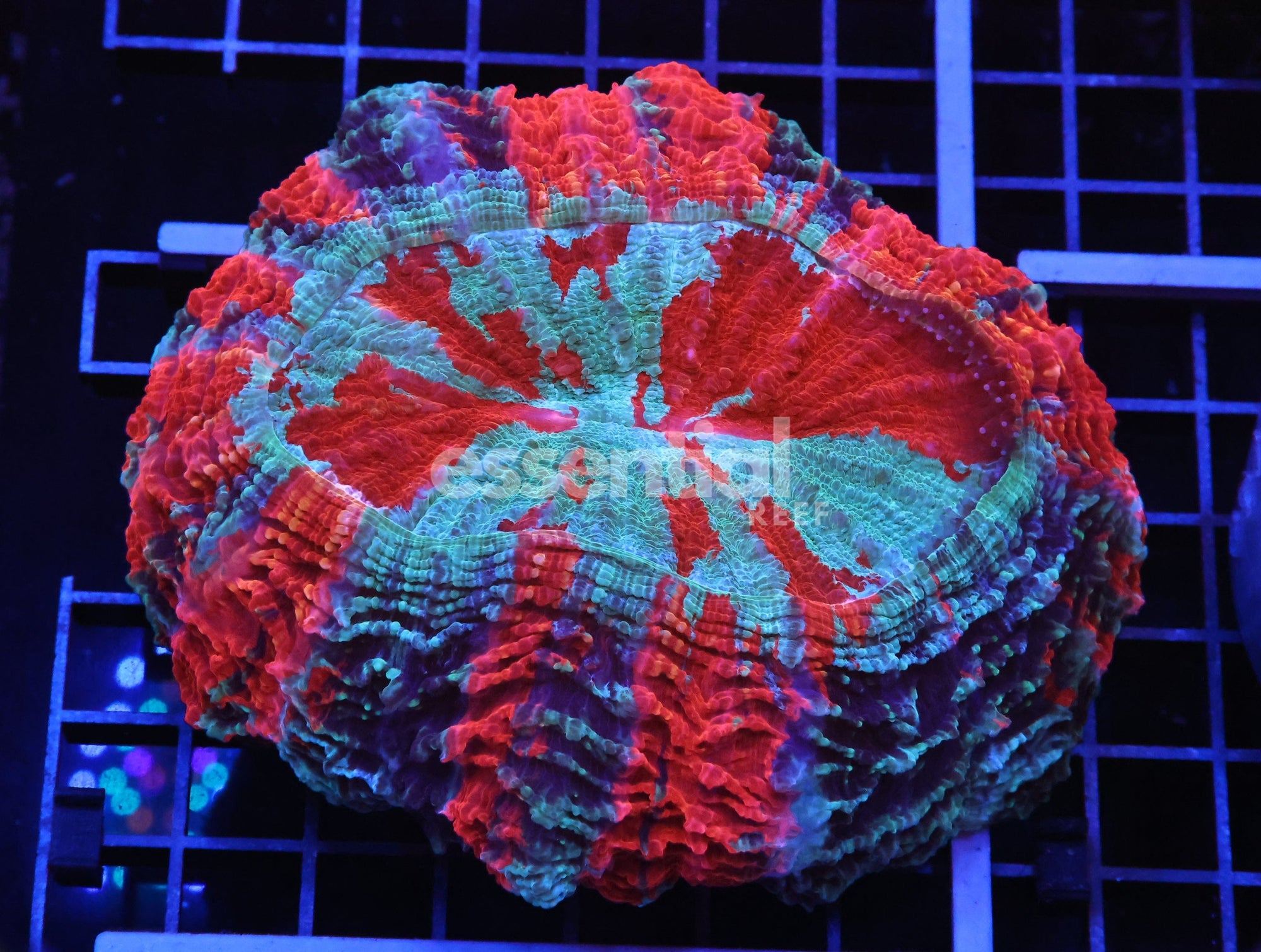 Watermarked - B101 - MALAYSIAN FIRE AND ICE ACANTHOPHYLLIA