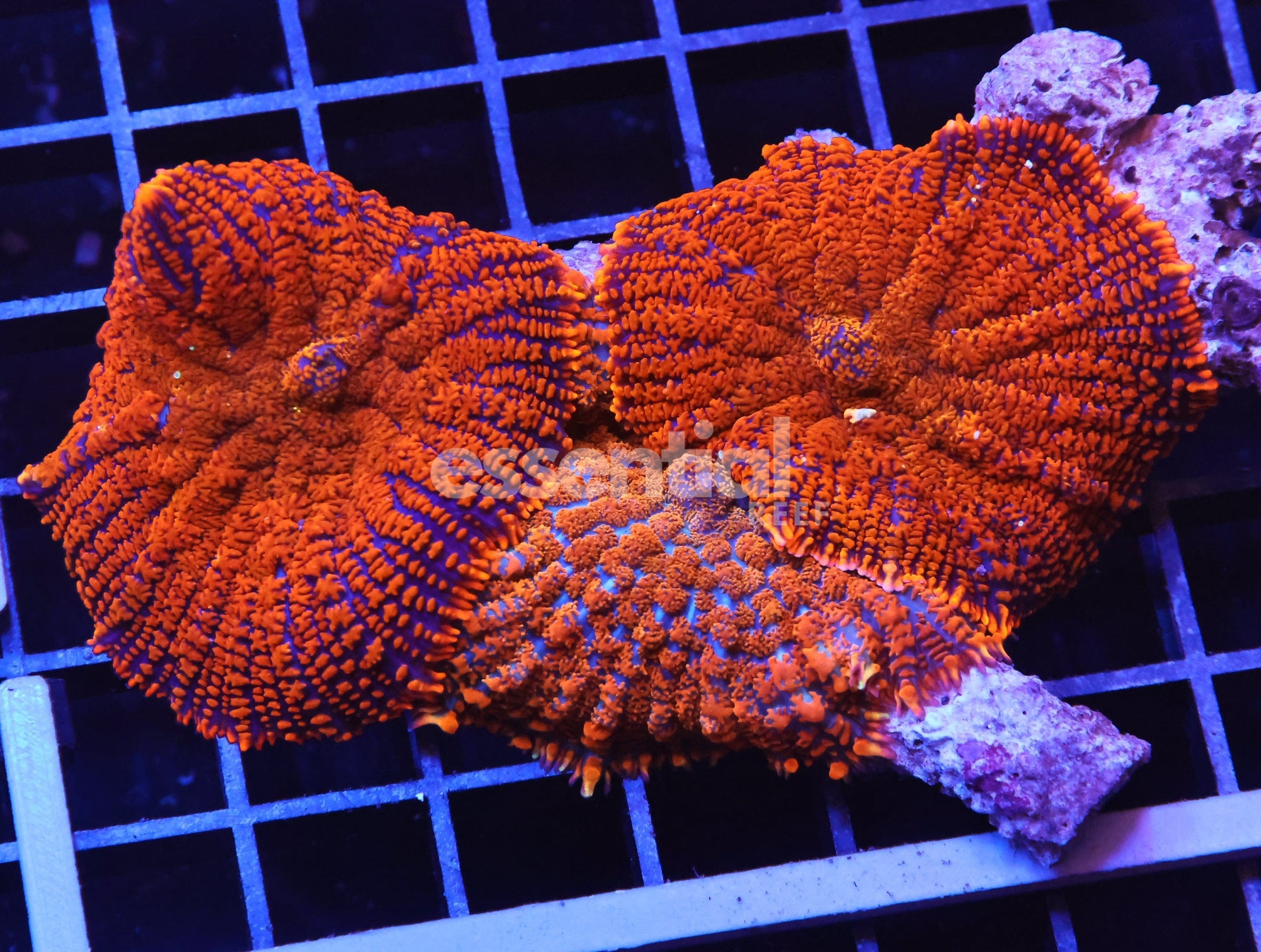 Watermarked - B105 - SUPERMAN RHODACTIS MUSHROOM