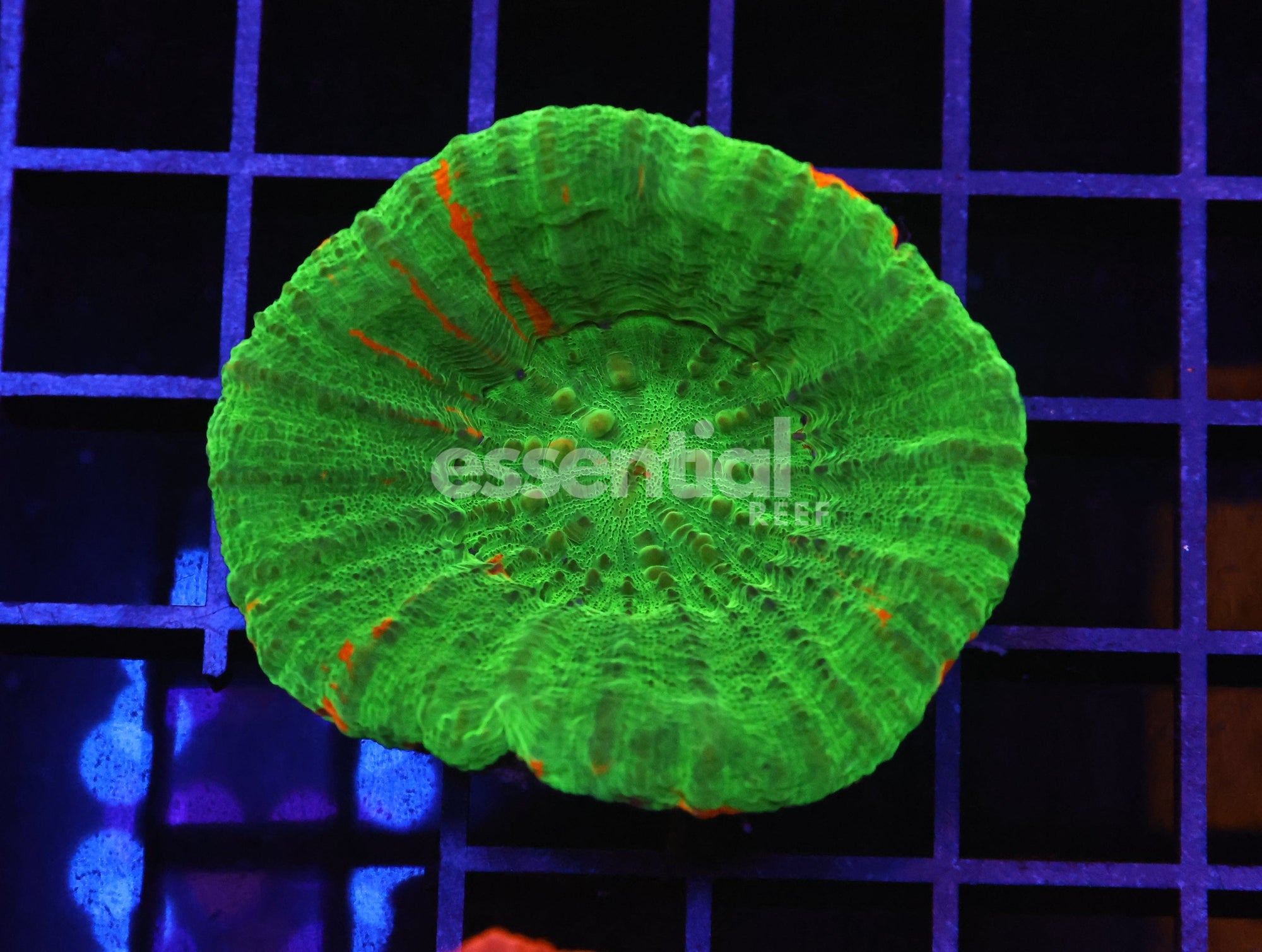 Watermarked - B106 - AUSSIE BLEEDING APPLE SCOLYMIA AUSTRALIS