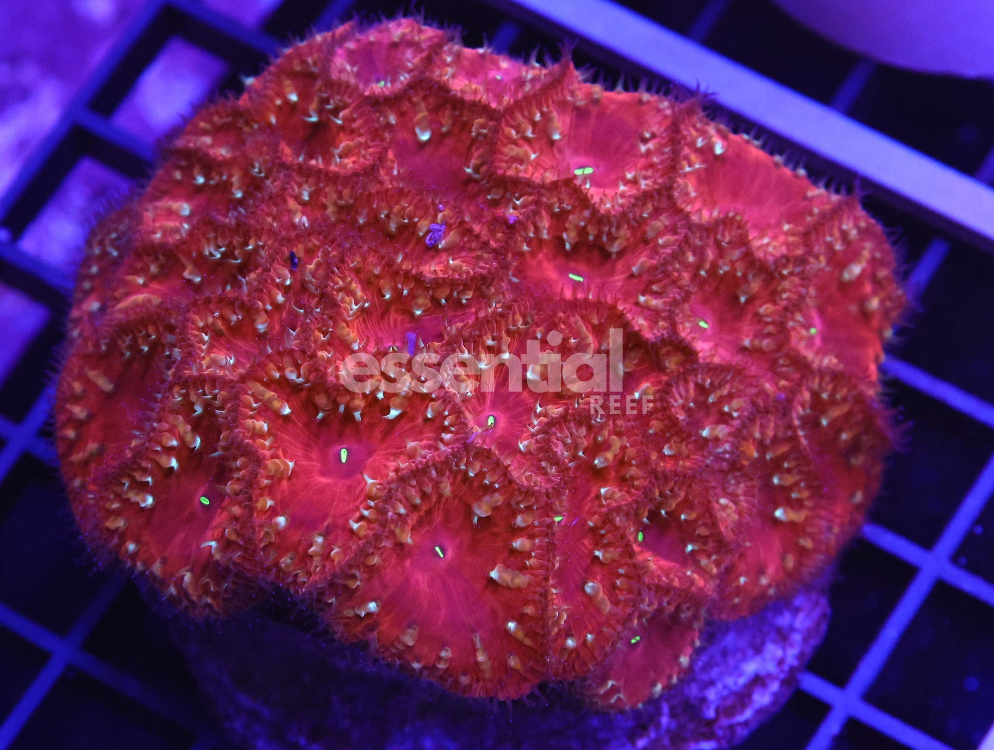 Watermarked - B11 -INDO RUBY RED BLASTO