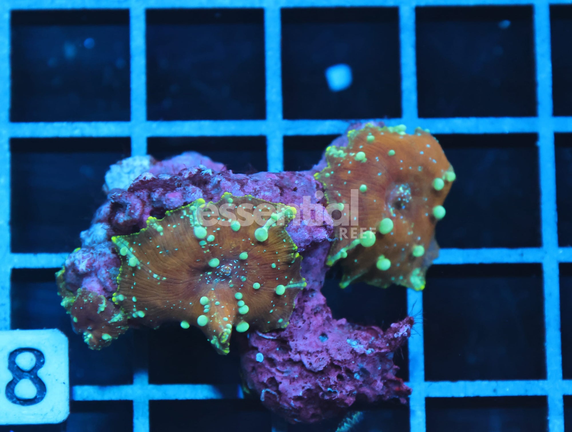 Watermarked - B08 -MOON BOUNCE DISCO MUSHROM