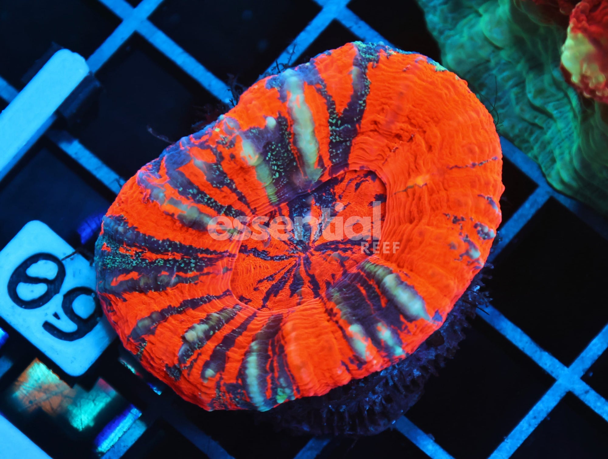 Watermarked - B09 -AUSSIE WAR PAINT SCOLYMIA AUSTRALIS
