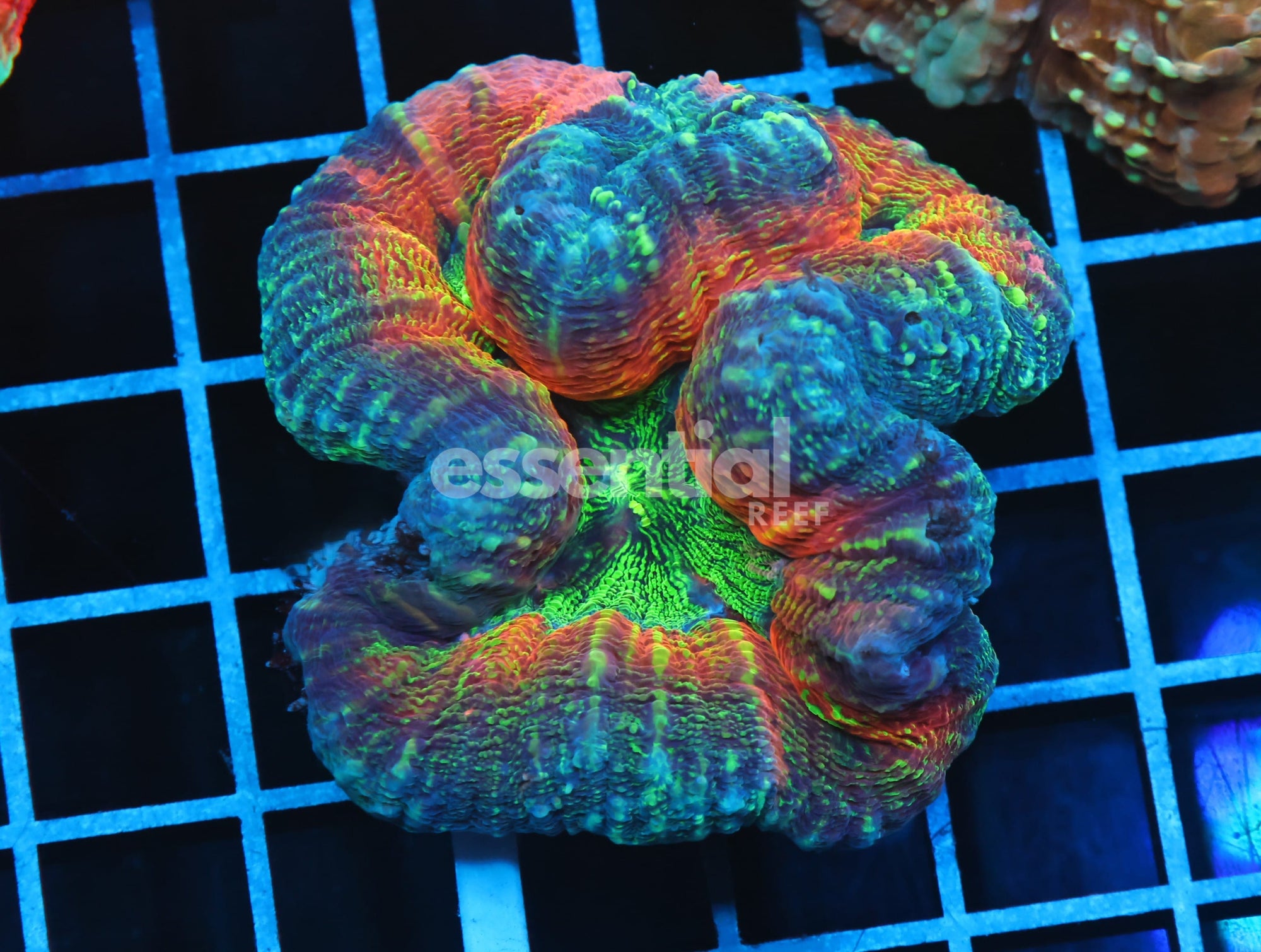Watermarked - B10 -AUSSIE GOLD RUSH LOBO