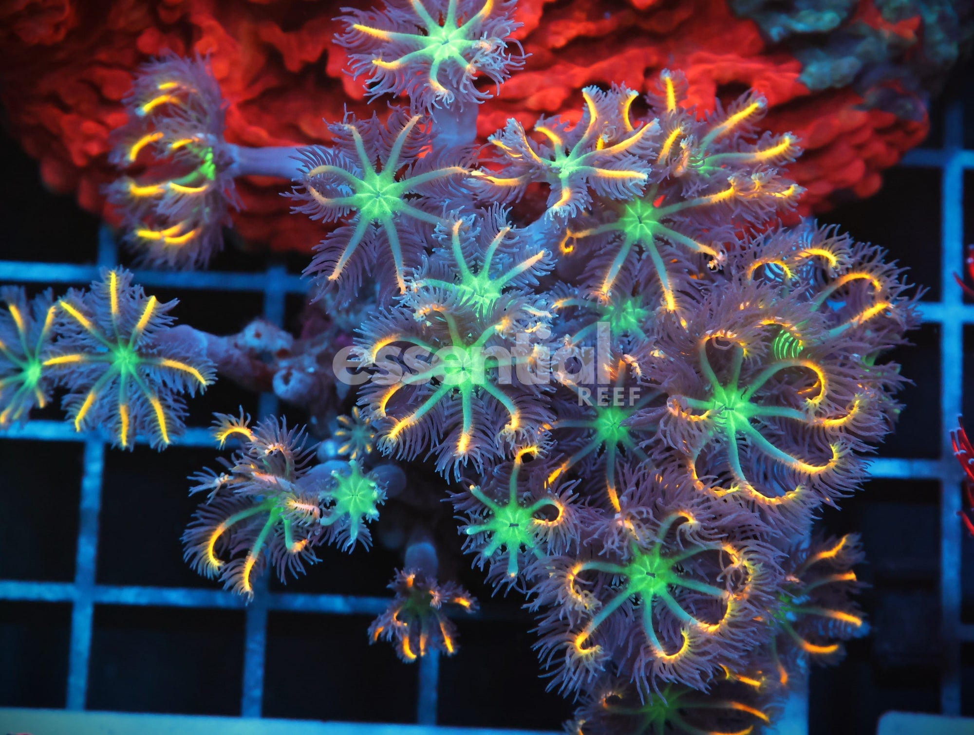Watermarked - B101 - INDO GLOVE POLYP FIREWORKS