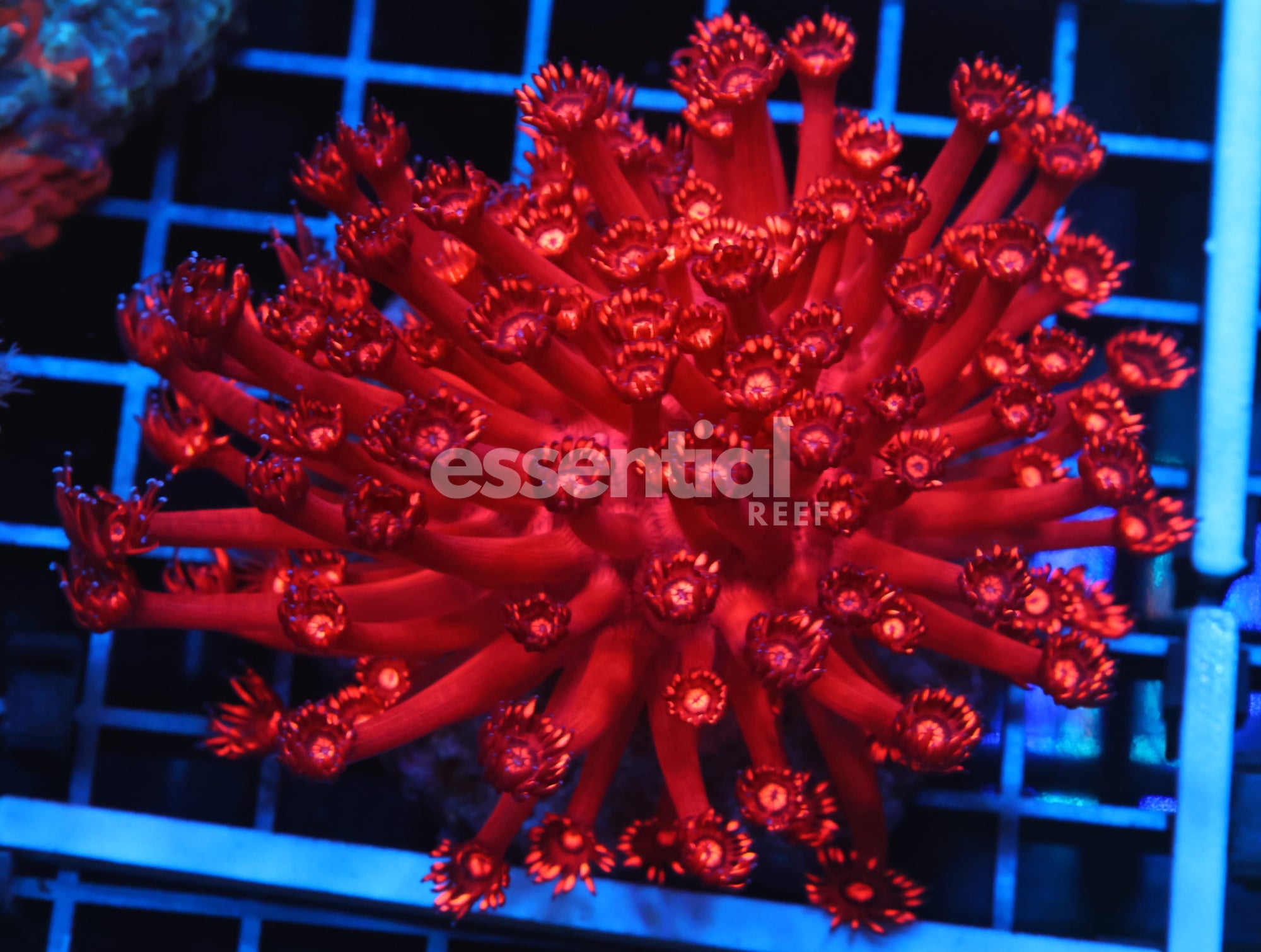 Watermarked - B102 - INDO RED HOT GONIOPORA