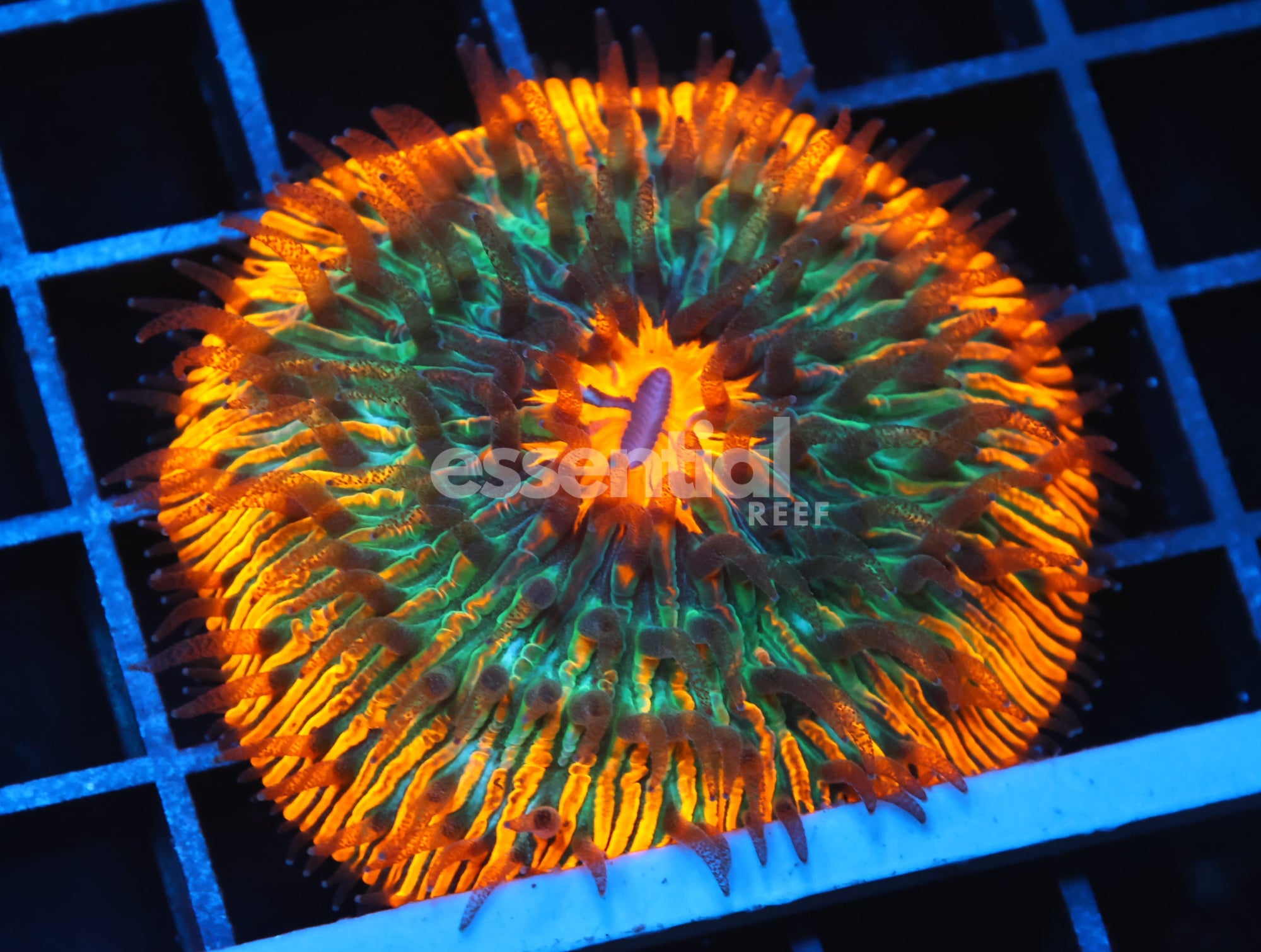 Watermarked - B105 - MALAYSIAN GOLD DREAM FUNGIA