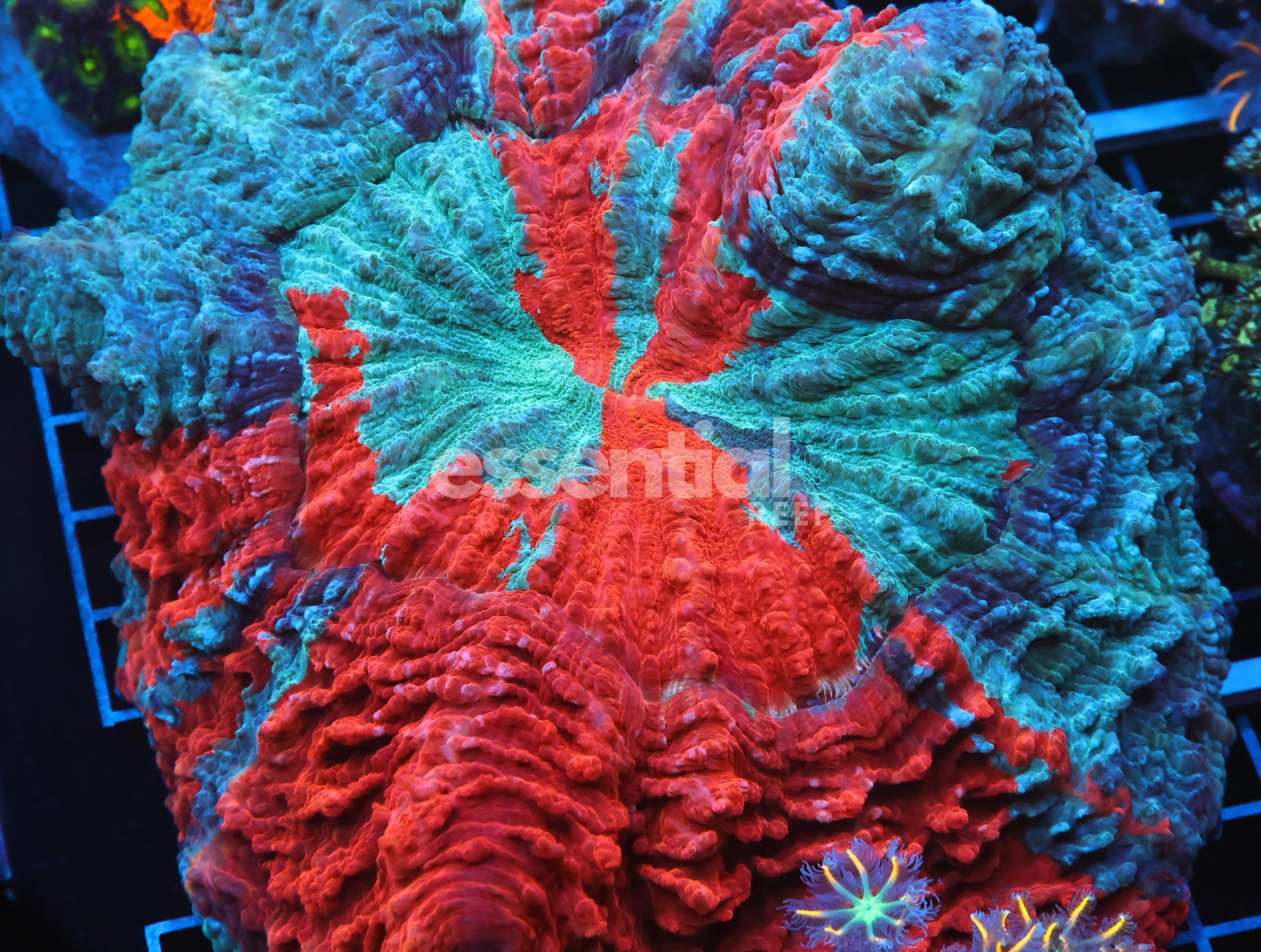 Watermarked - B106 - MALAYSIAN METEOR SHOWER ACANTHOPHYLLIA