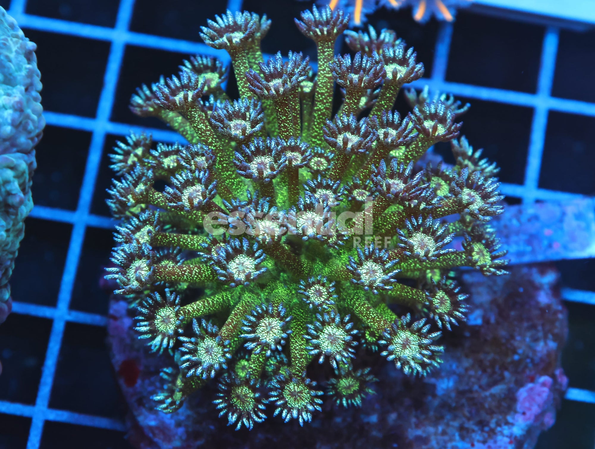 Watermarked - B107 - INDO GLITTER BOMB GONIOPORA