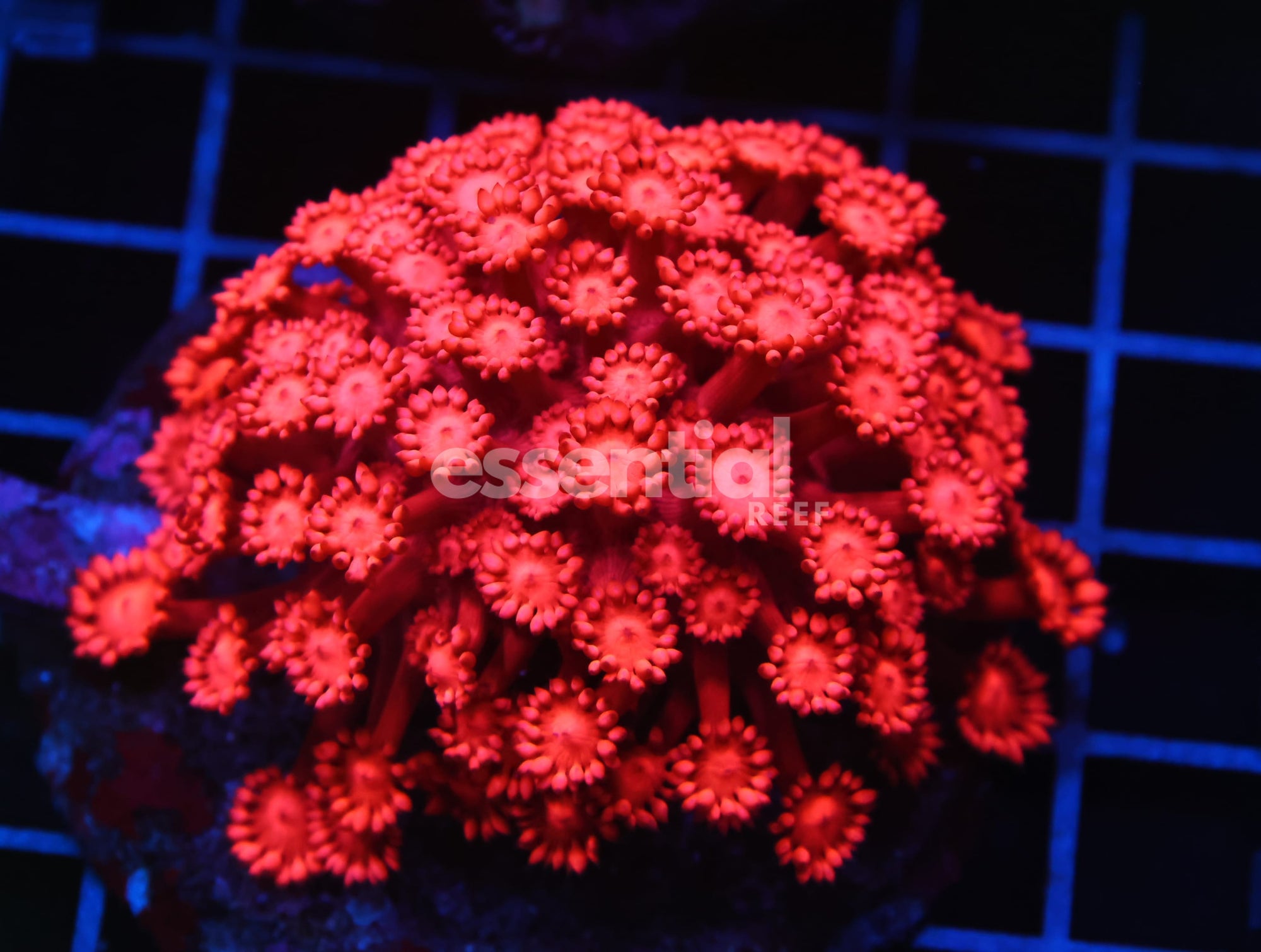 Watermarked - B108 - INDO RED HOT GONIOPORA