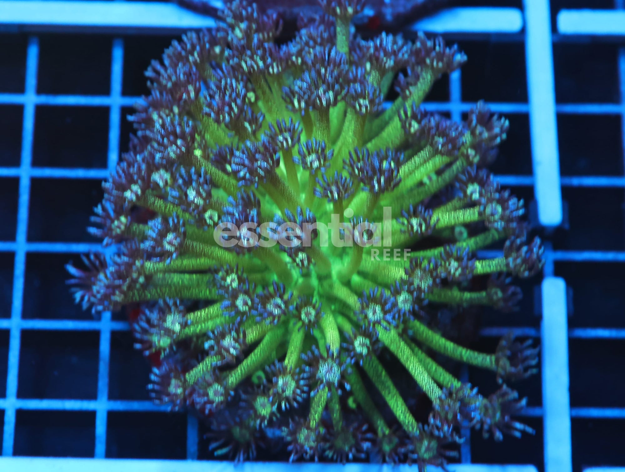 Watermarked - B109 - INDO GLITTER BOMB GONIOPORA
