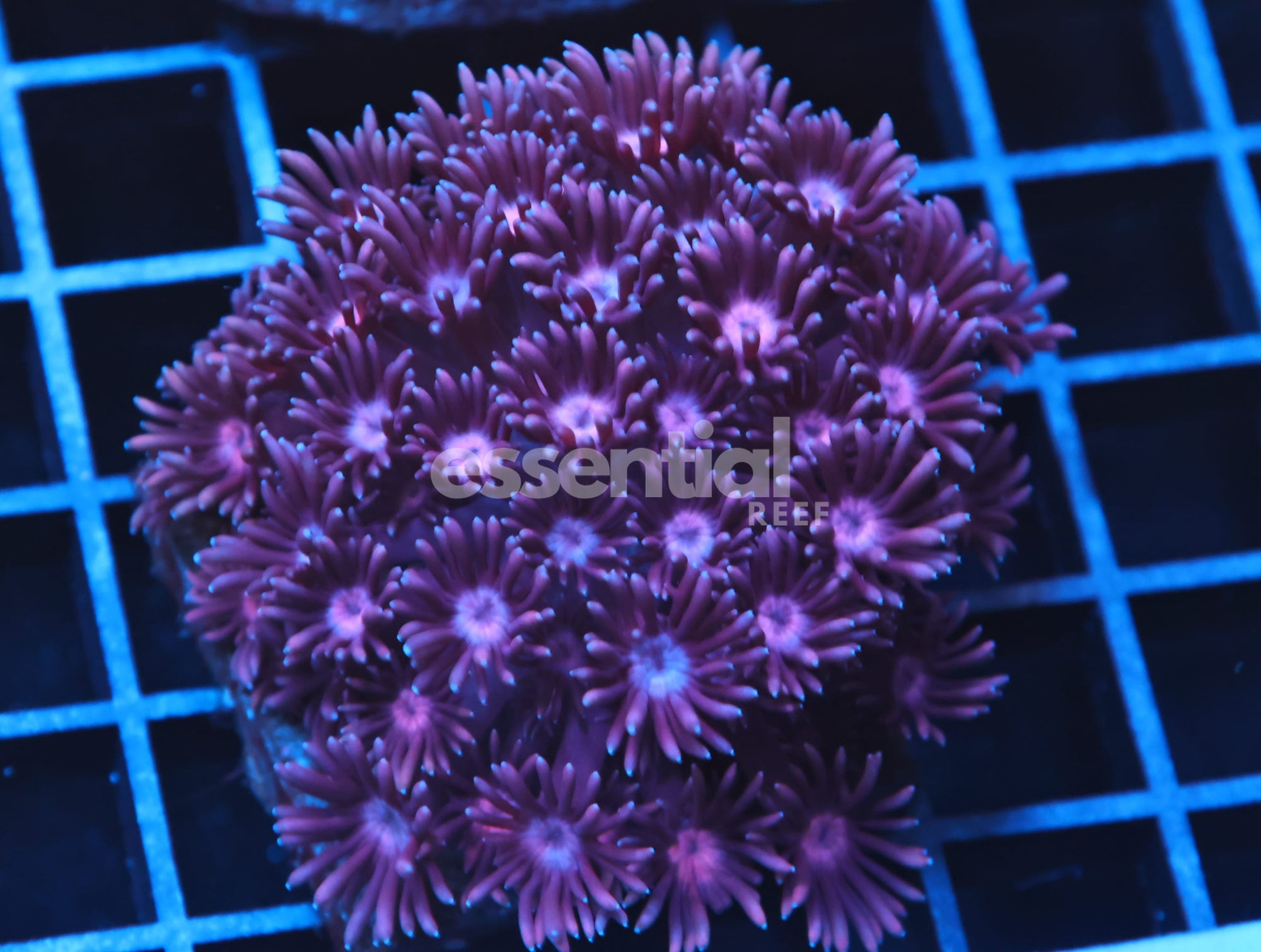 Watermarked - B110 - INDO PURPLE MONSTER GONIOPORA