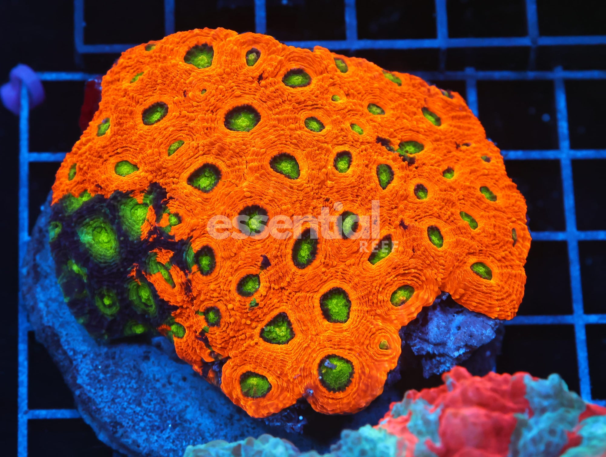 Watermarked - B111 - INDO ORANGE CRUSH ACAN ECHINATA