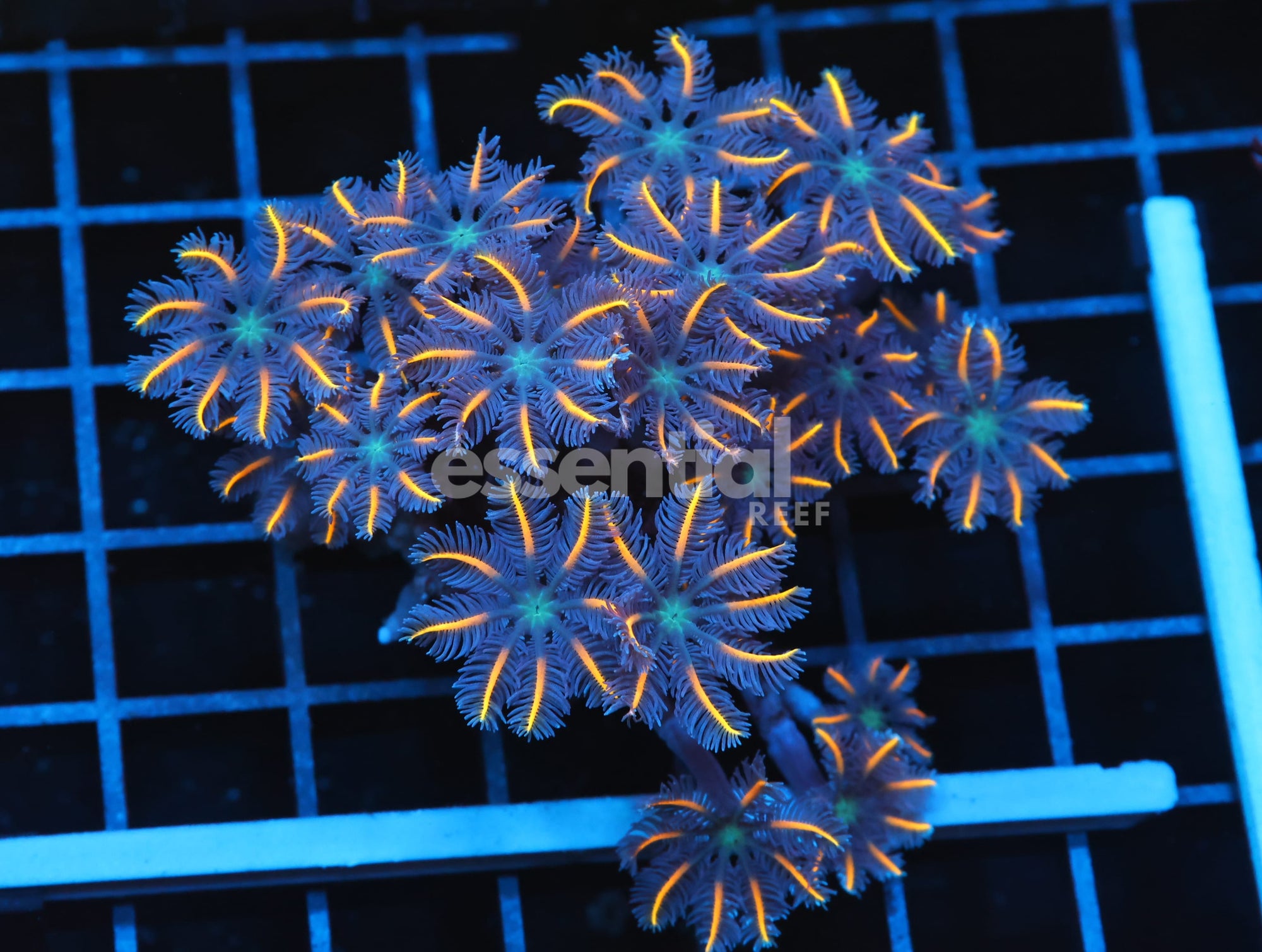 Watermarked - B112 - INDO GLOVE POLYP FIREWORKS