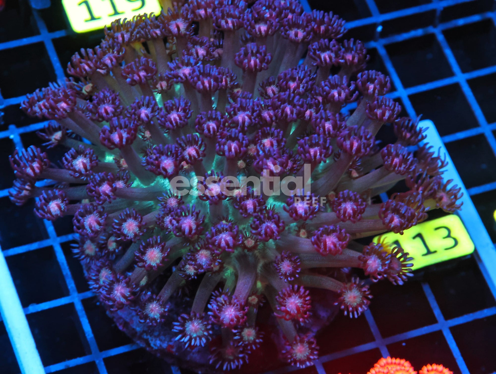 Watermarked - B113 - INDO GLITTER BOMB GONIOPORA