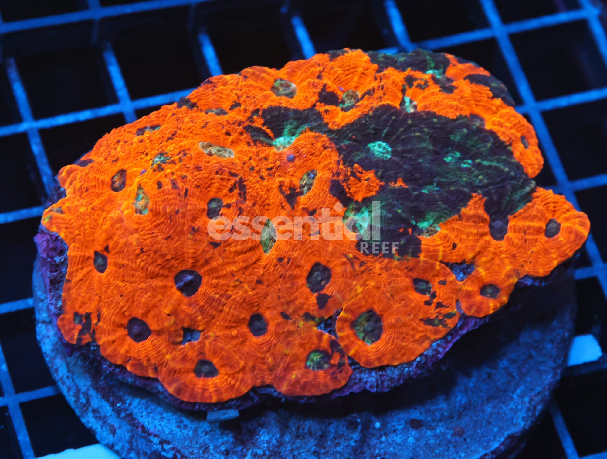 Watermarked - B115 - INDO MARBLED ORANGE DREAM ACAN ECHINATA