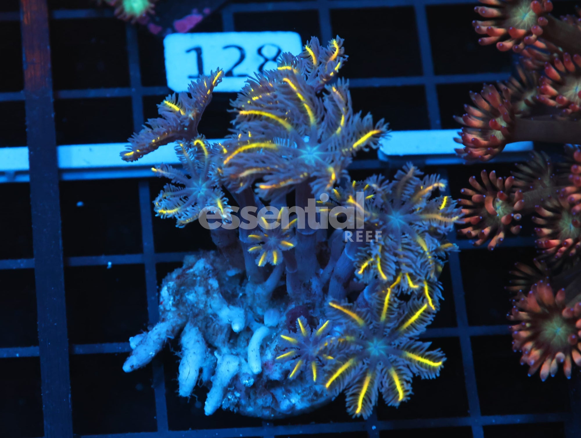 Watermarked - B121 - INDO GLOVE POLYP FIREWORKS