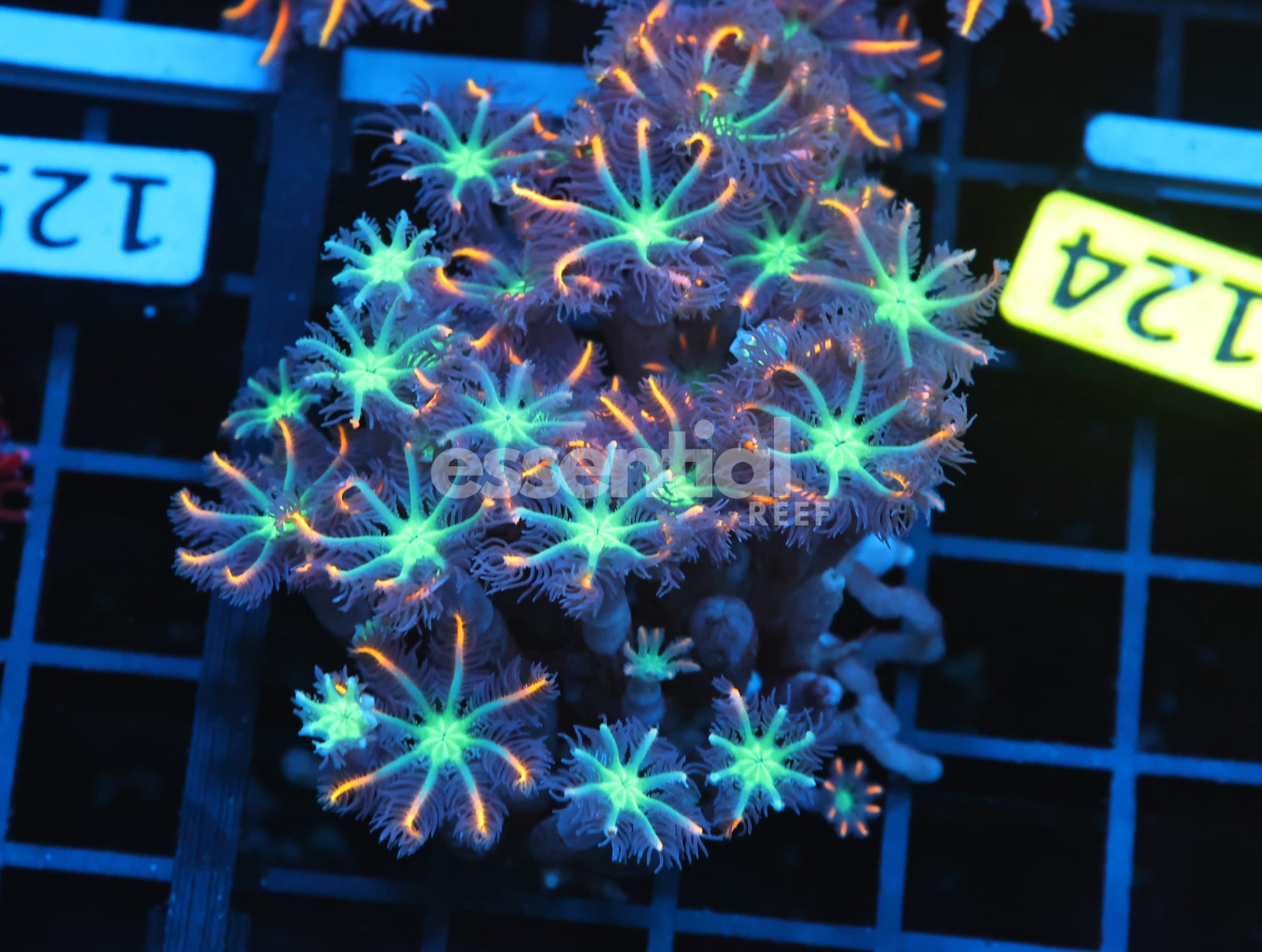 Watermarked - B124 - INDO GLOVE POLYP FIREWORKS