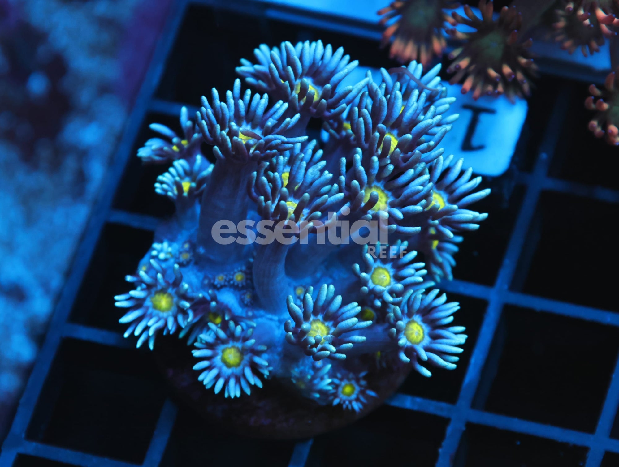 Watermarked - B129 - AUSSIE BLUE YELLOW EYE GONIOPORA CULTURED