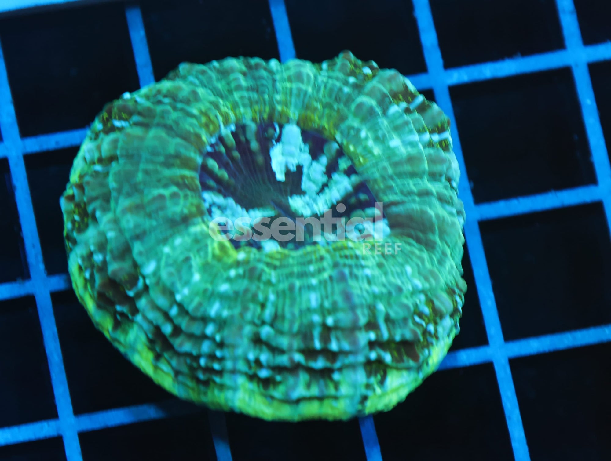 Watermarked - B13 -AUSSIE SPEARMINT ACANTHOPHYLLIA