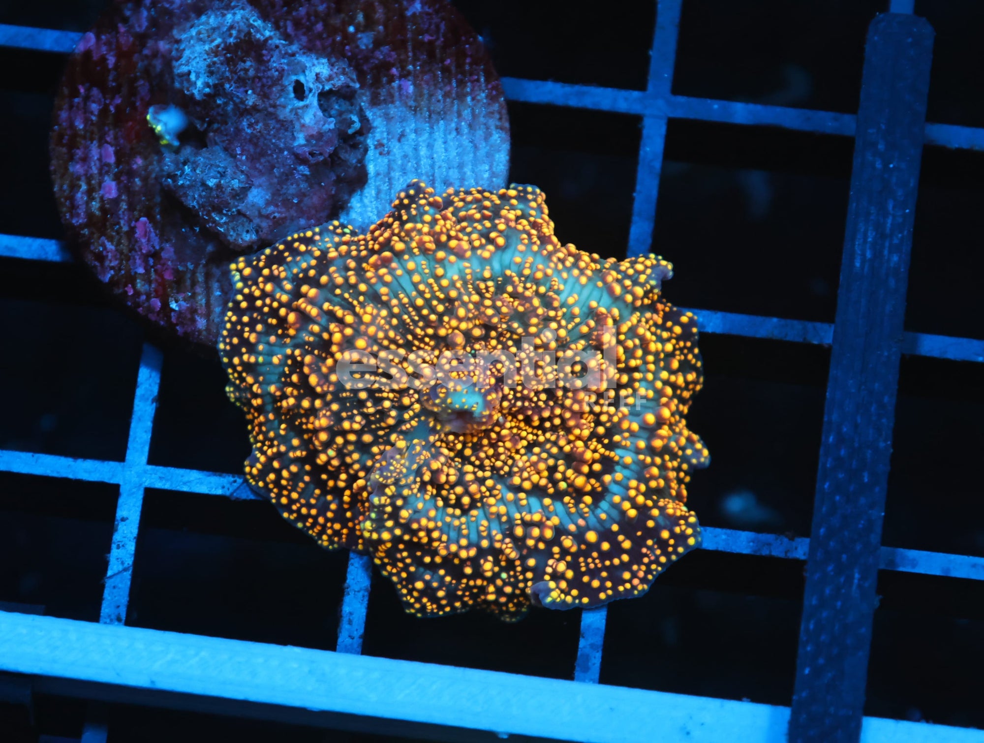 Watermarked - B132 - INTERSTELLAR DISCO MUSHROOM CULTURED