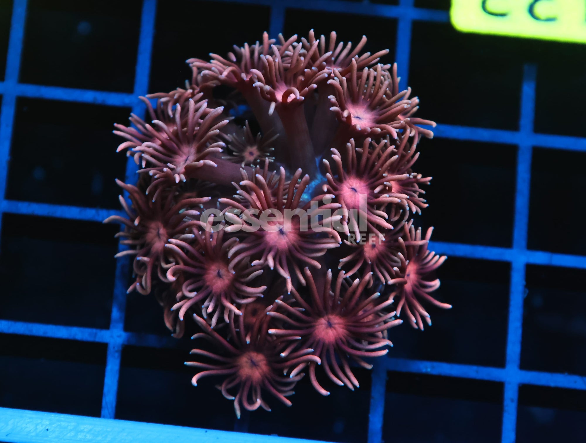 Watermarked - B133 - INDO MYSTIC PINK GONIOPORA