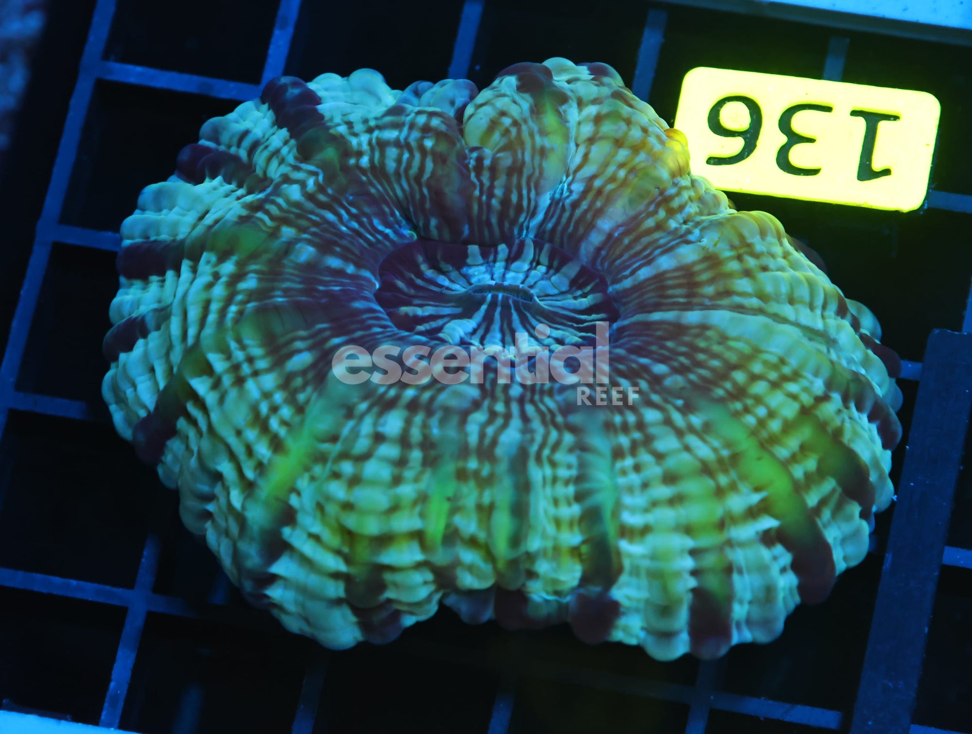 Watermarked - B136 - AUSSIE JOKER CYNARINA