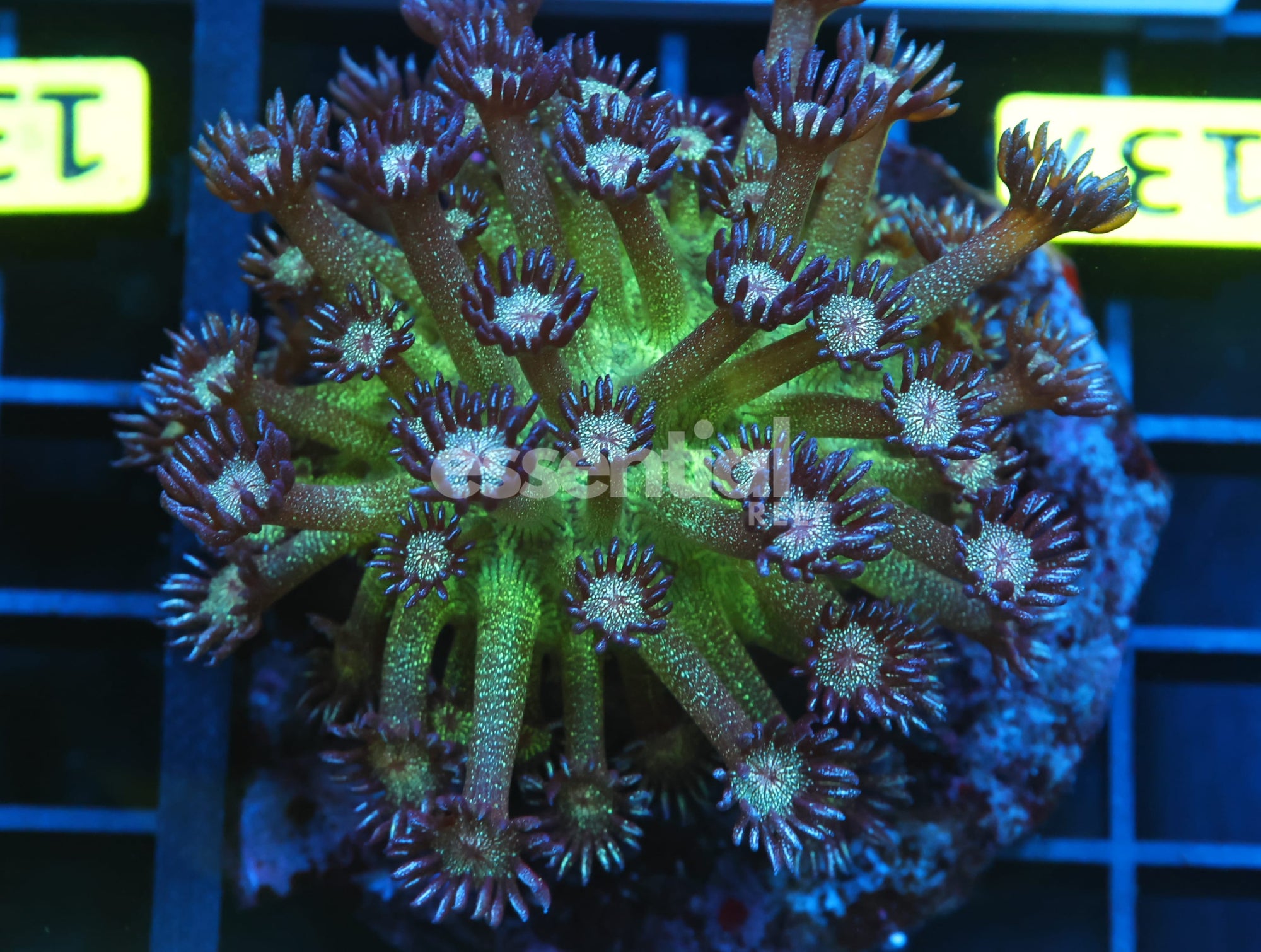 Watermarked - B137 - INDO GLITTER BOMB GONIOPORA