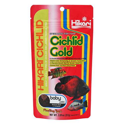 Cichlid Gold Baby
