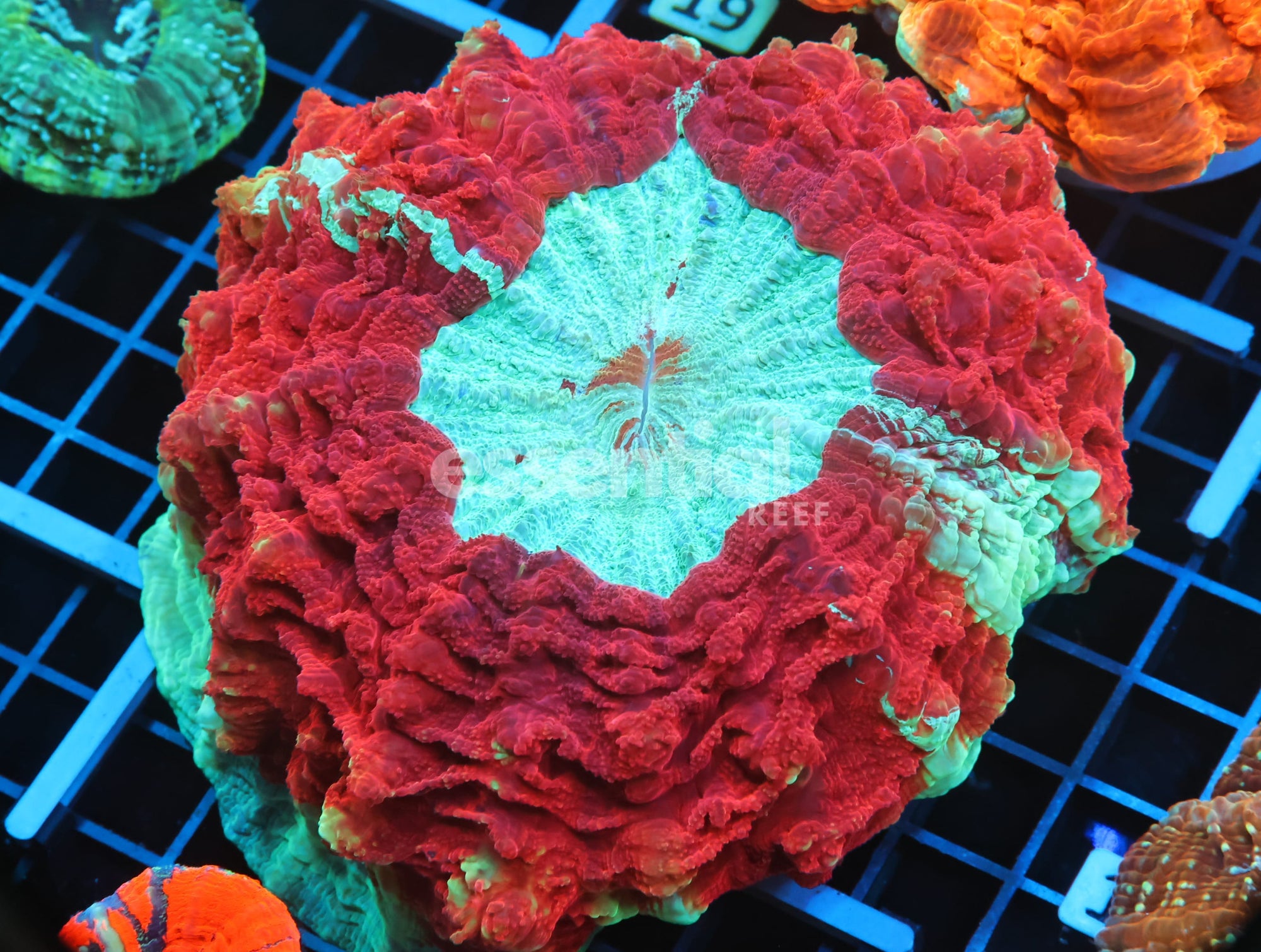 Watermarked - B14 -MALAYSIAN SILENT SEAS ACANTHOPHYLLIA