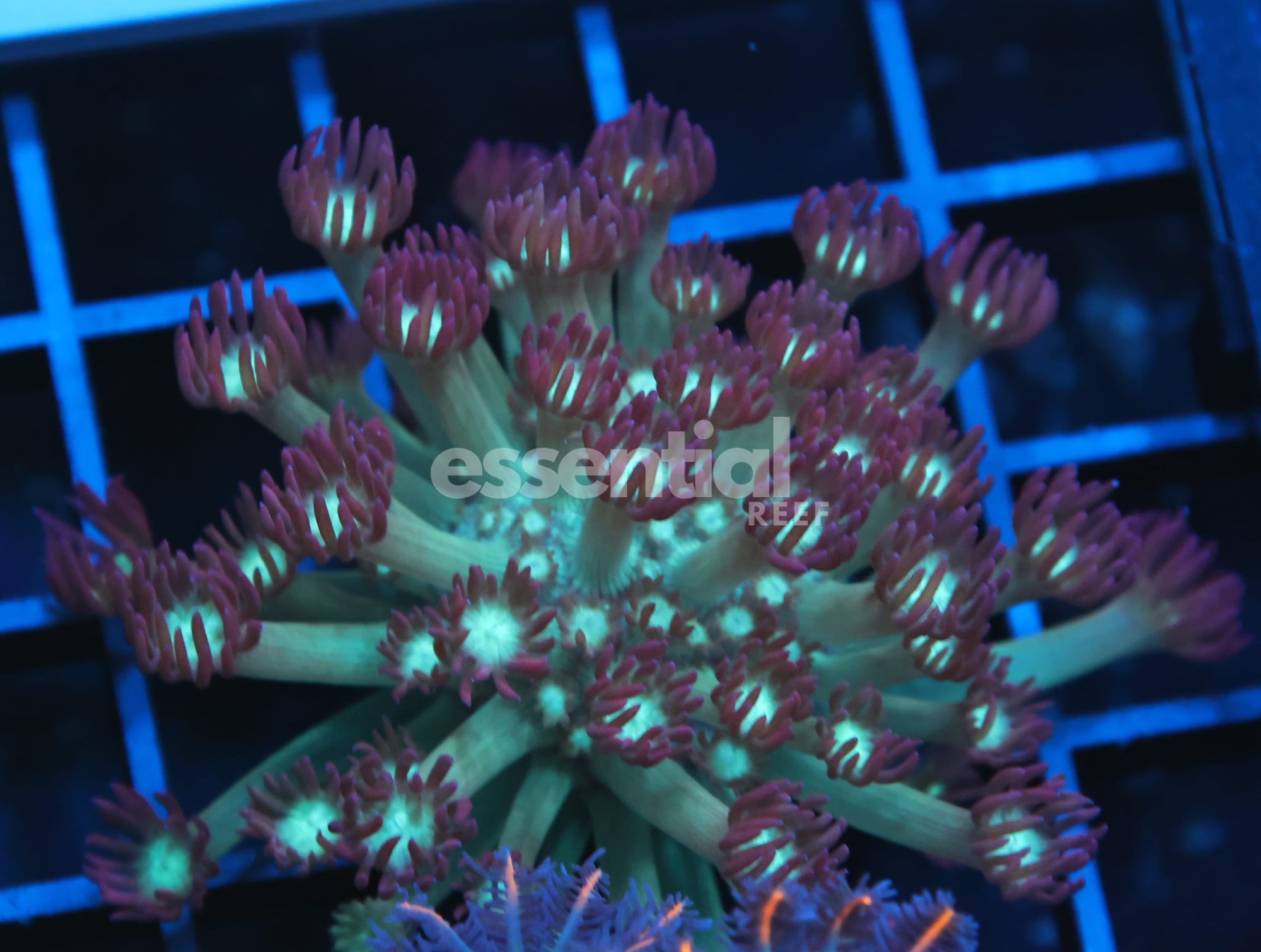 Watermarked - B140 - INDO BLOW POP GONIOPORA