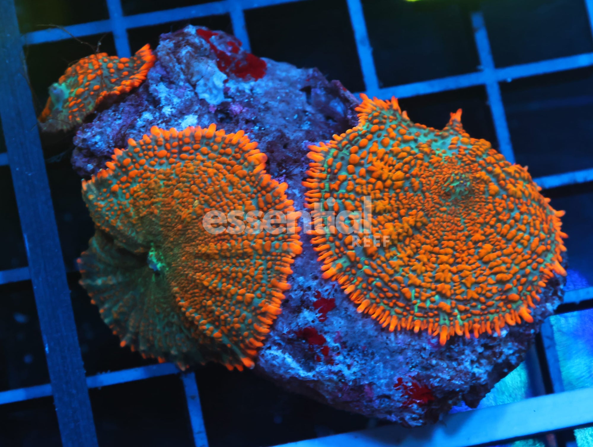 Watermarked - B144 - FOREST FIRE RHODACTIS MUSHROOM