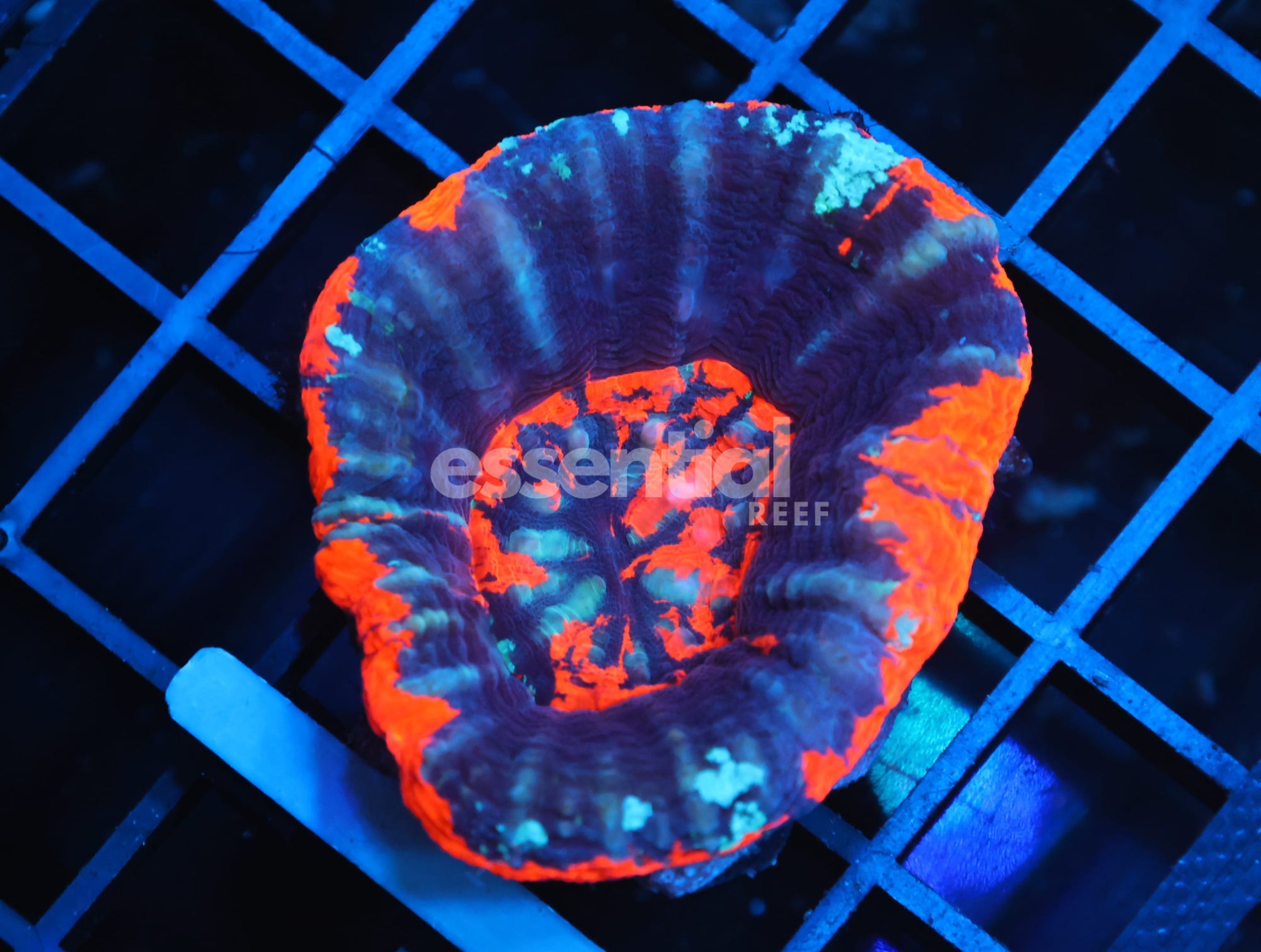 Watermarked - B146 - AUSSIE WAR PAINT SCOLYMIA AUSTRALIS